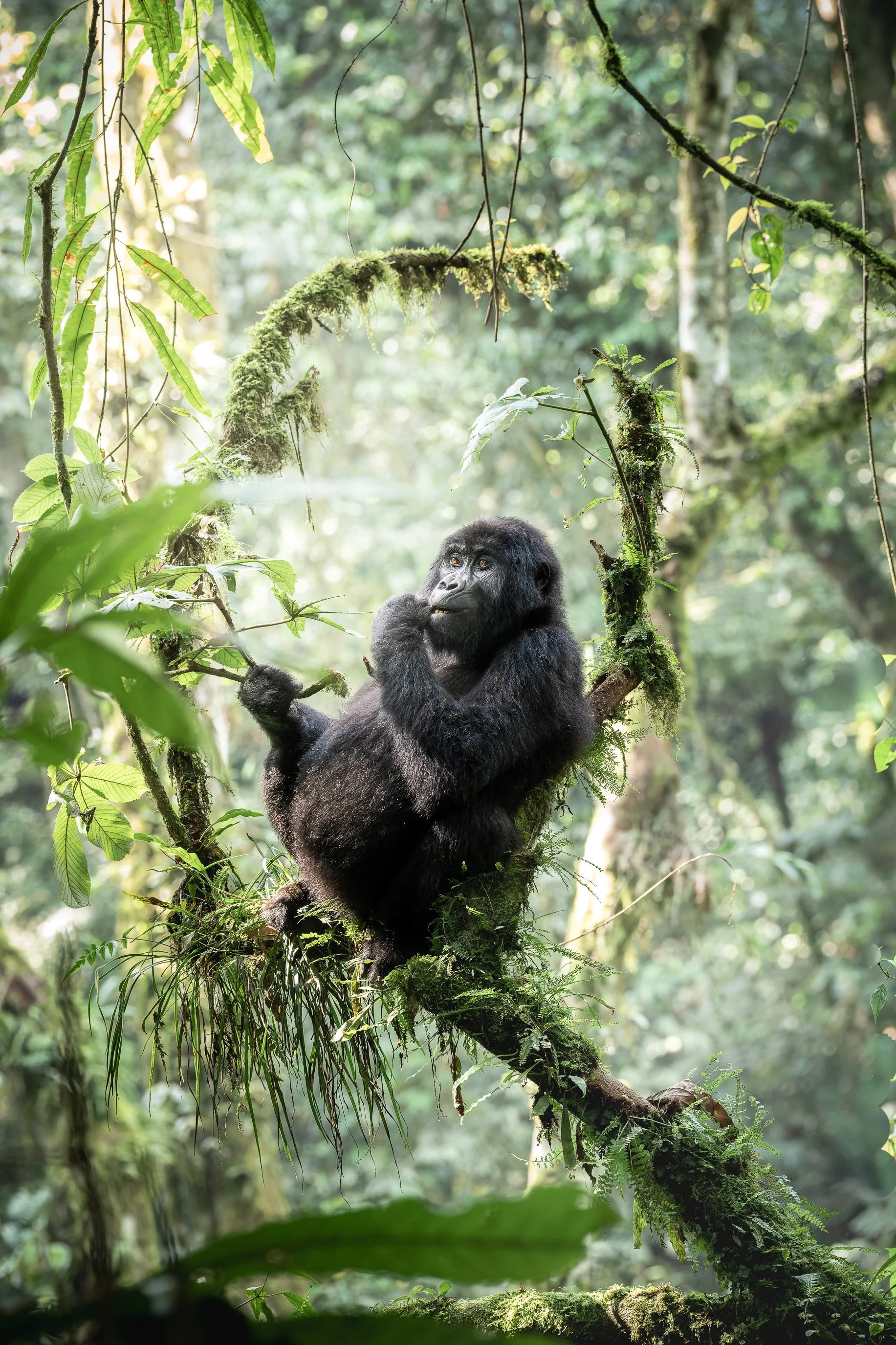 gorilla+srgb_new8.jpg