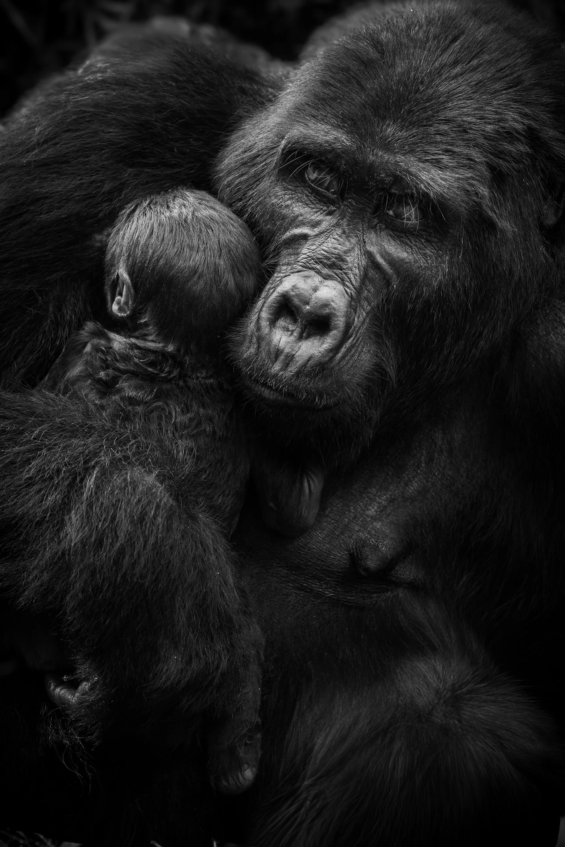 gorilla+srgb_new10.jpg