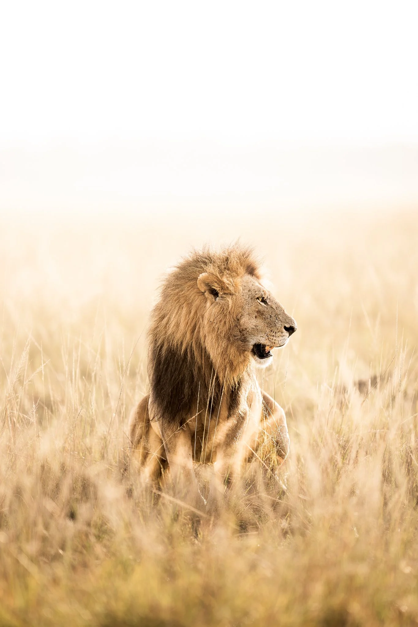 mara_lionnorth.jpg