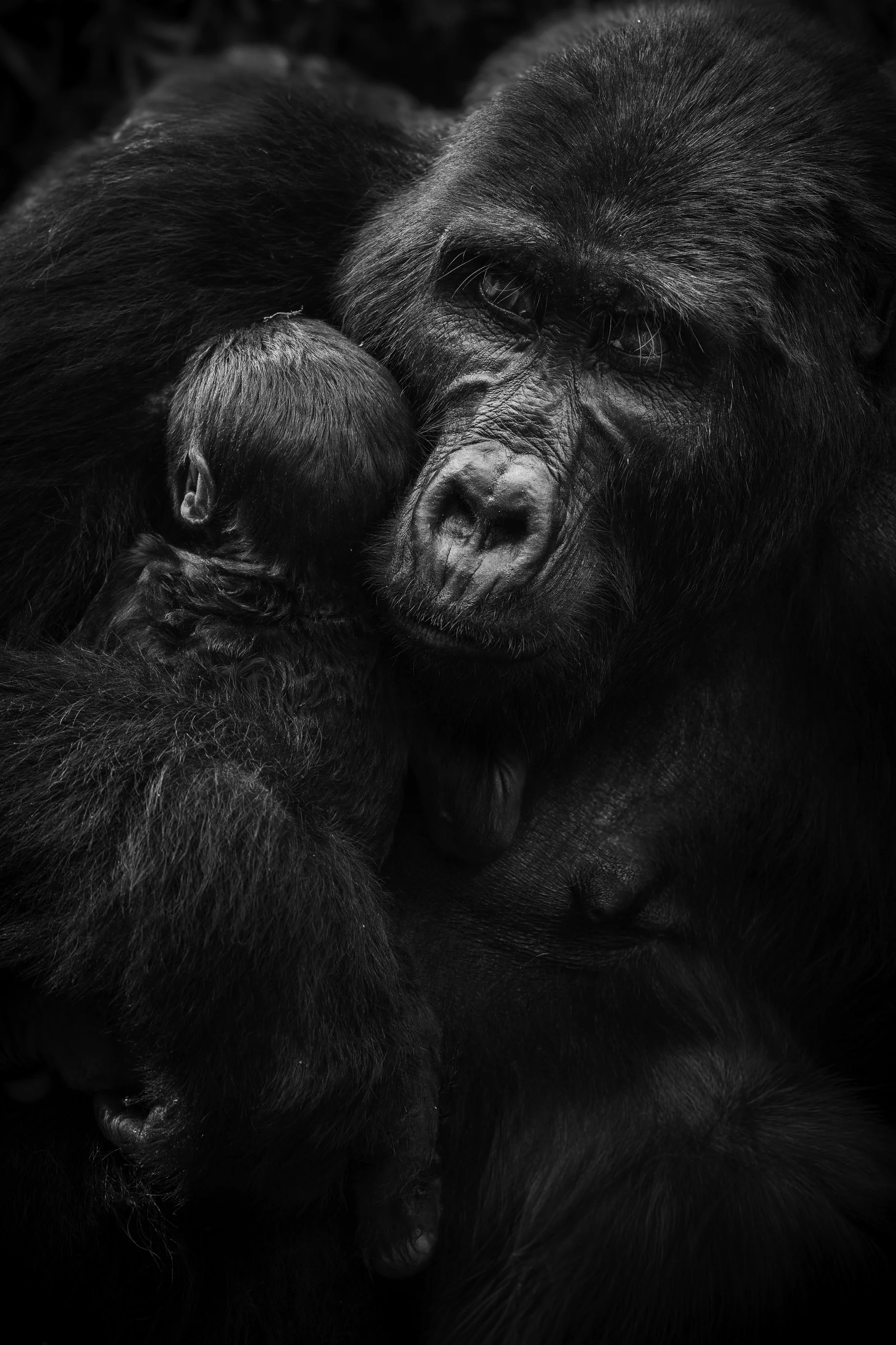 gorilla 10.jpg