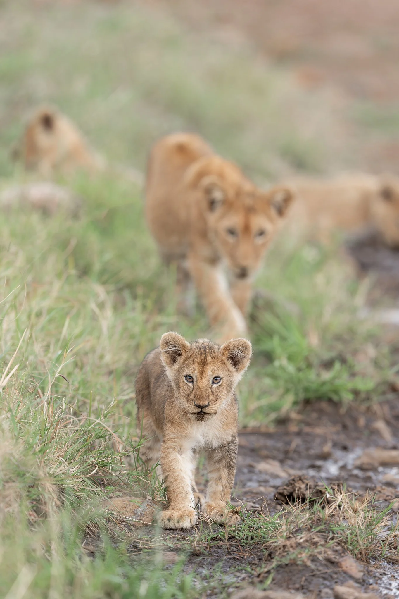 amboseli_greater_lioncub.jpg