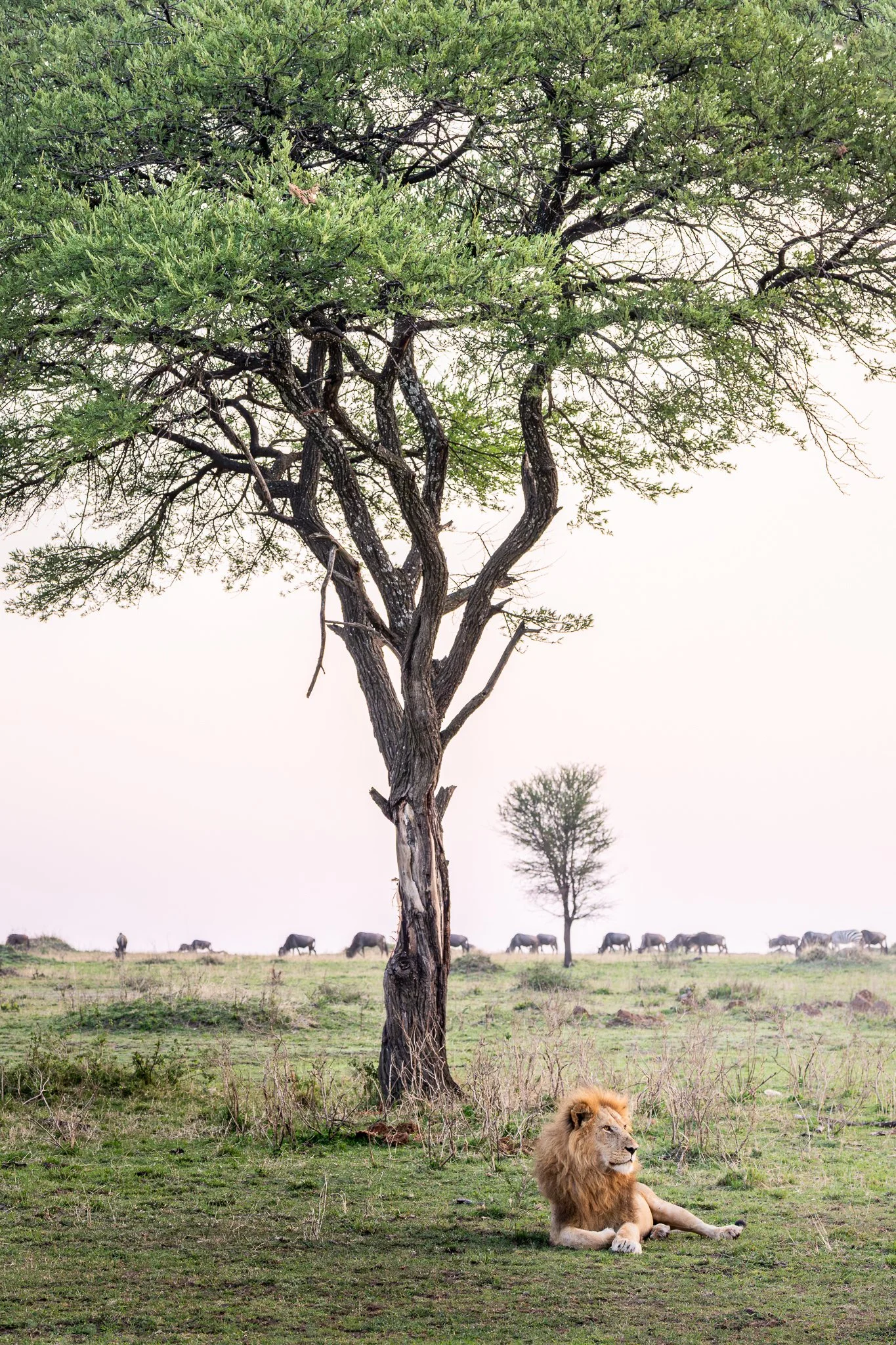 tanzanio_liontree.jpg