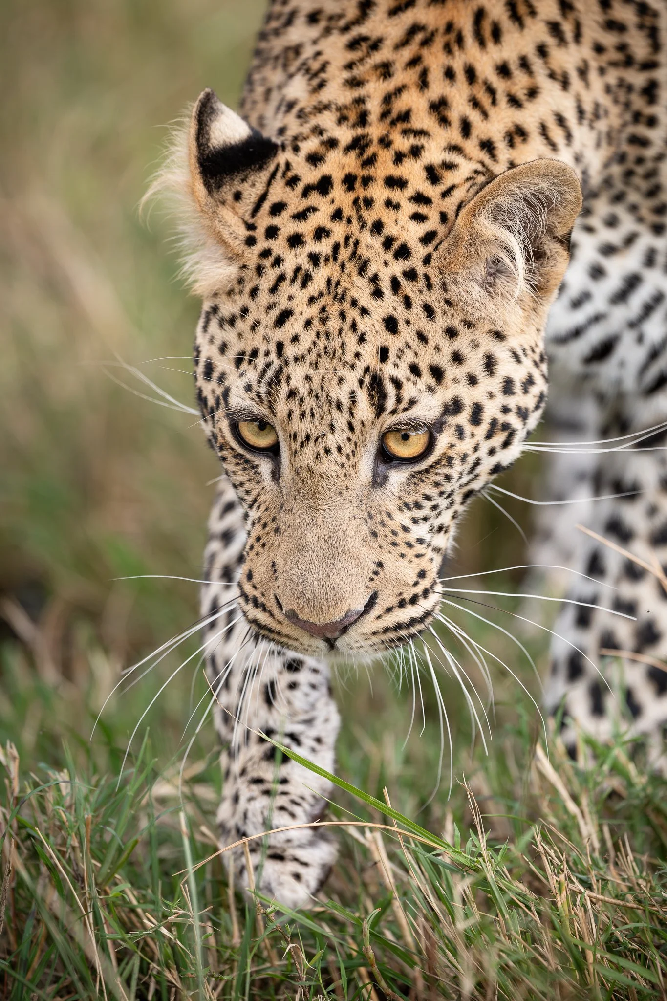 tanzanio_leopard3.jpg