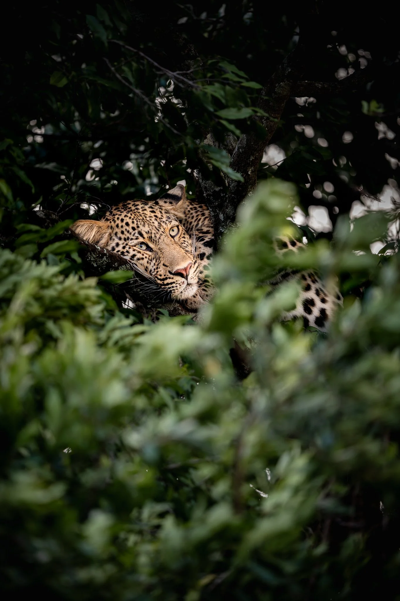 mara_leopard4.jpg