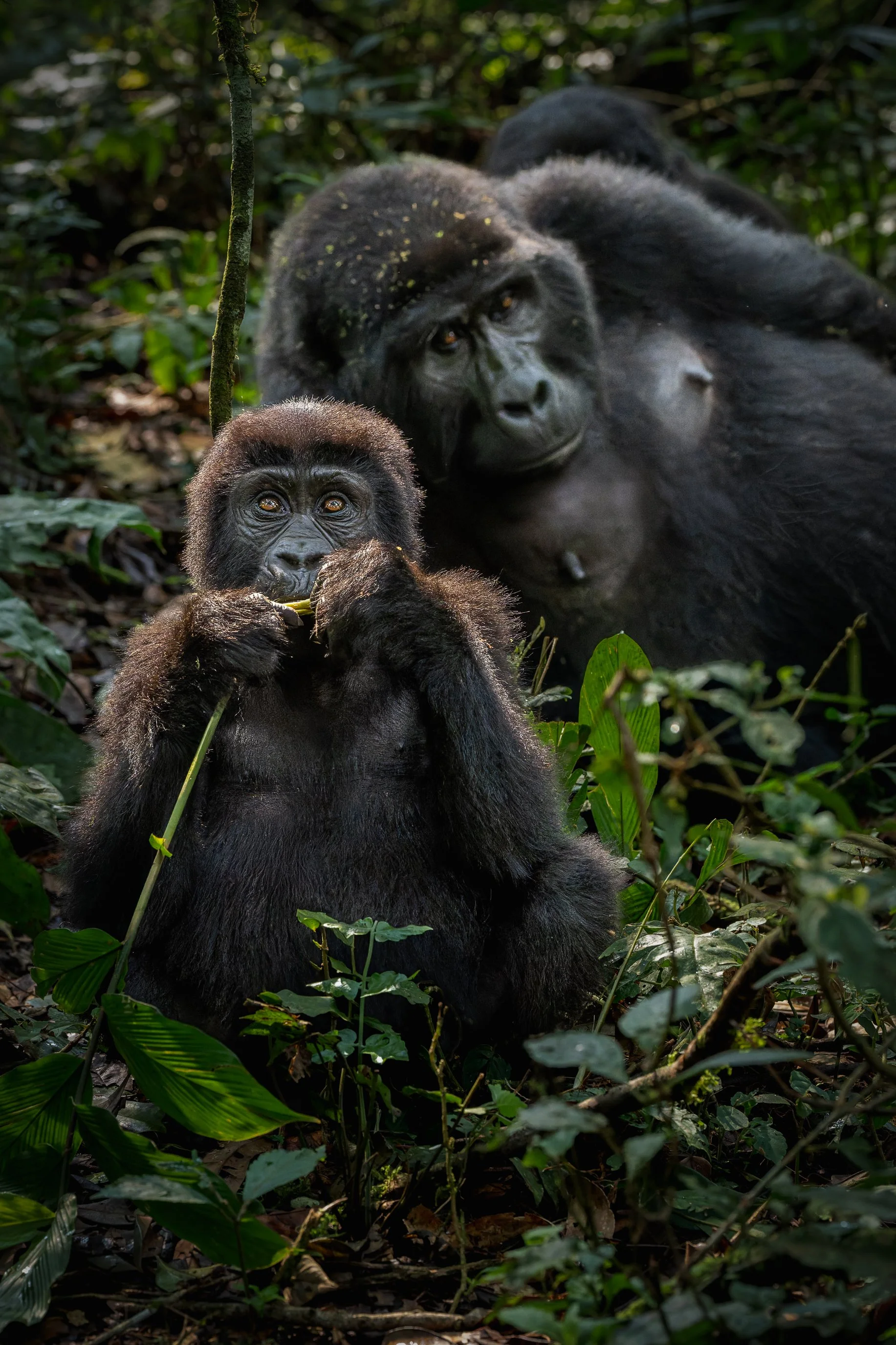 gorilla+srgb_new6.jpg