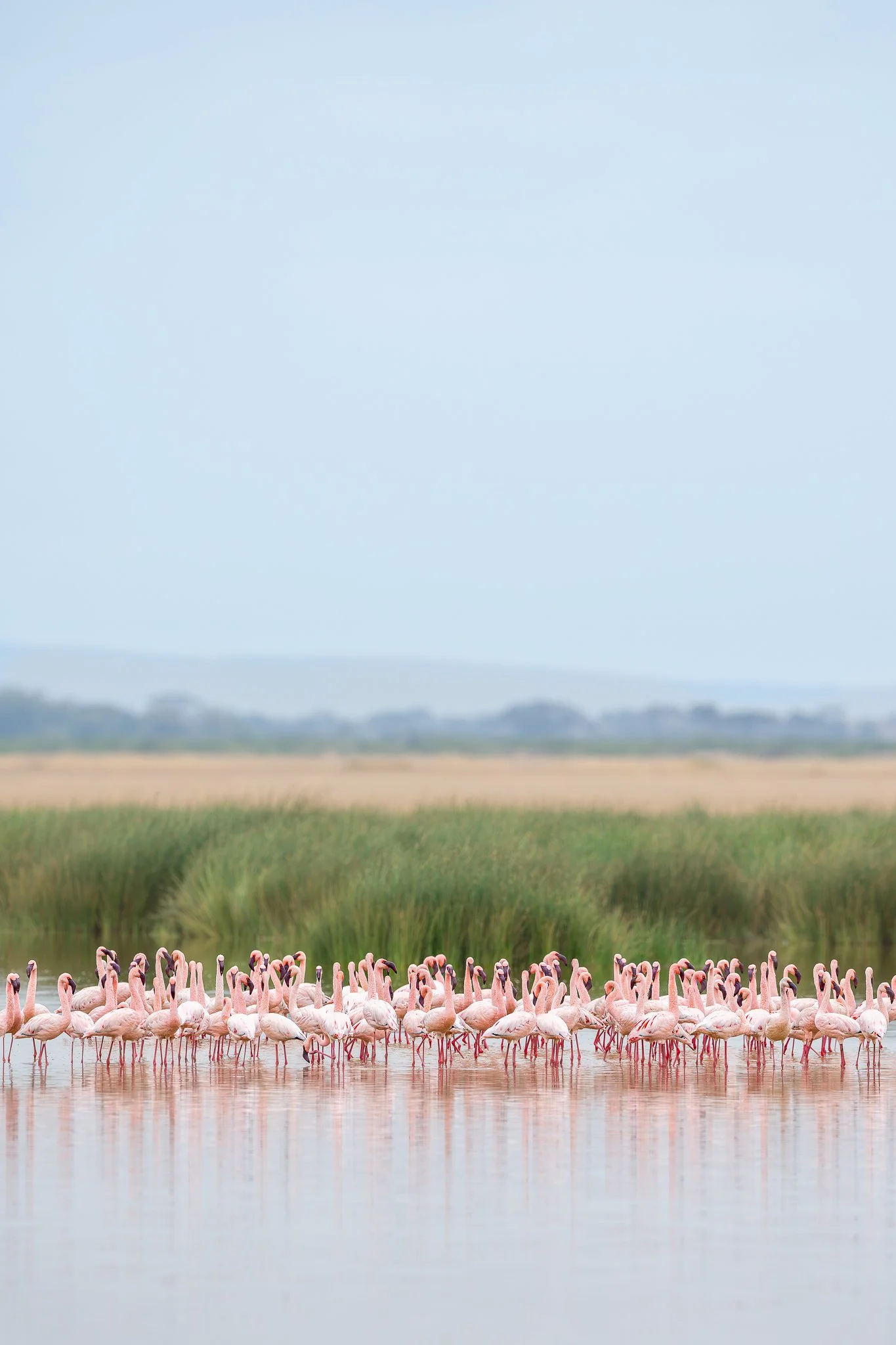 amboseli_greater_flamingo2.jpg