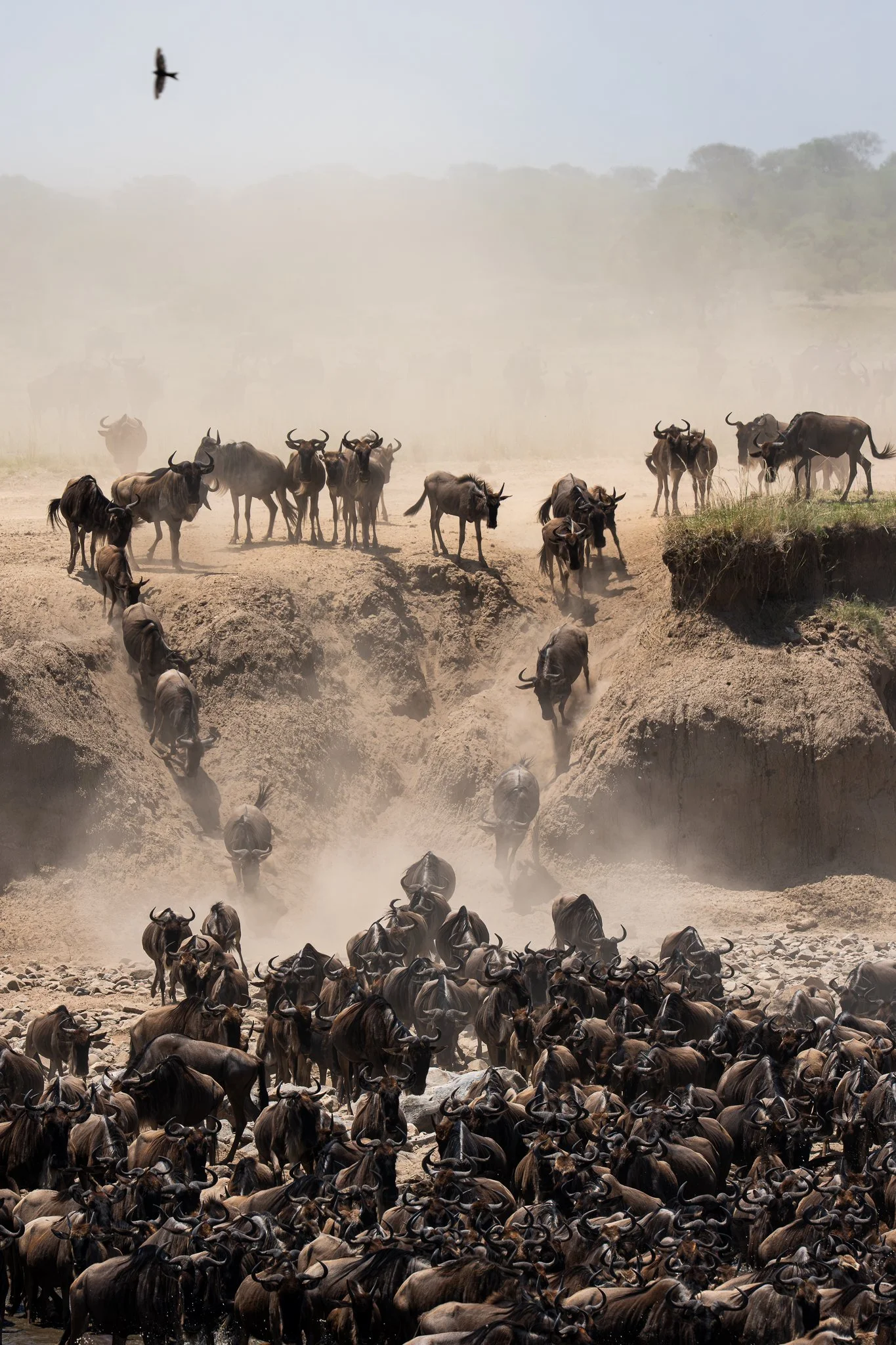 tanzanio_migration.jpg