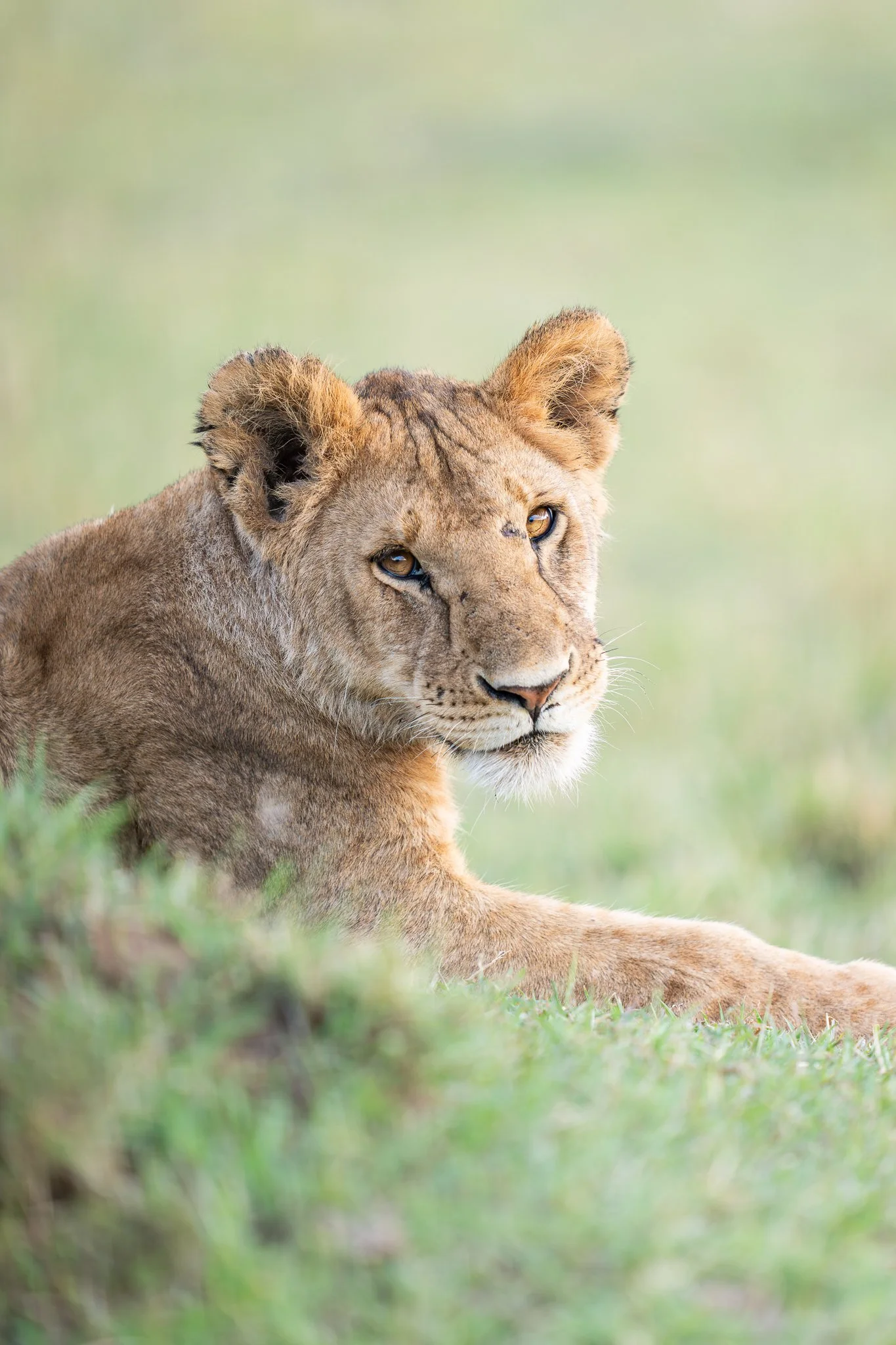 mara_lion3.jpg
