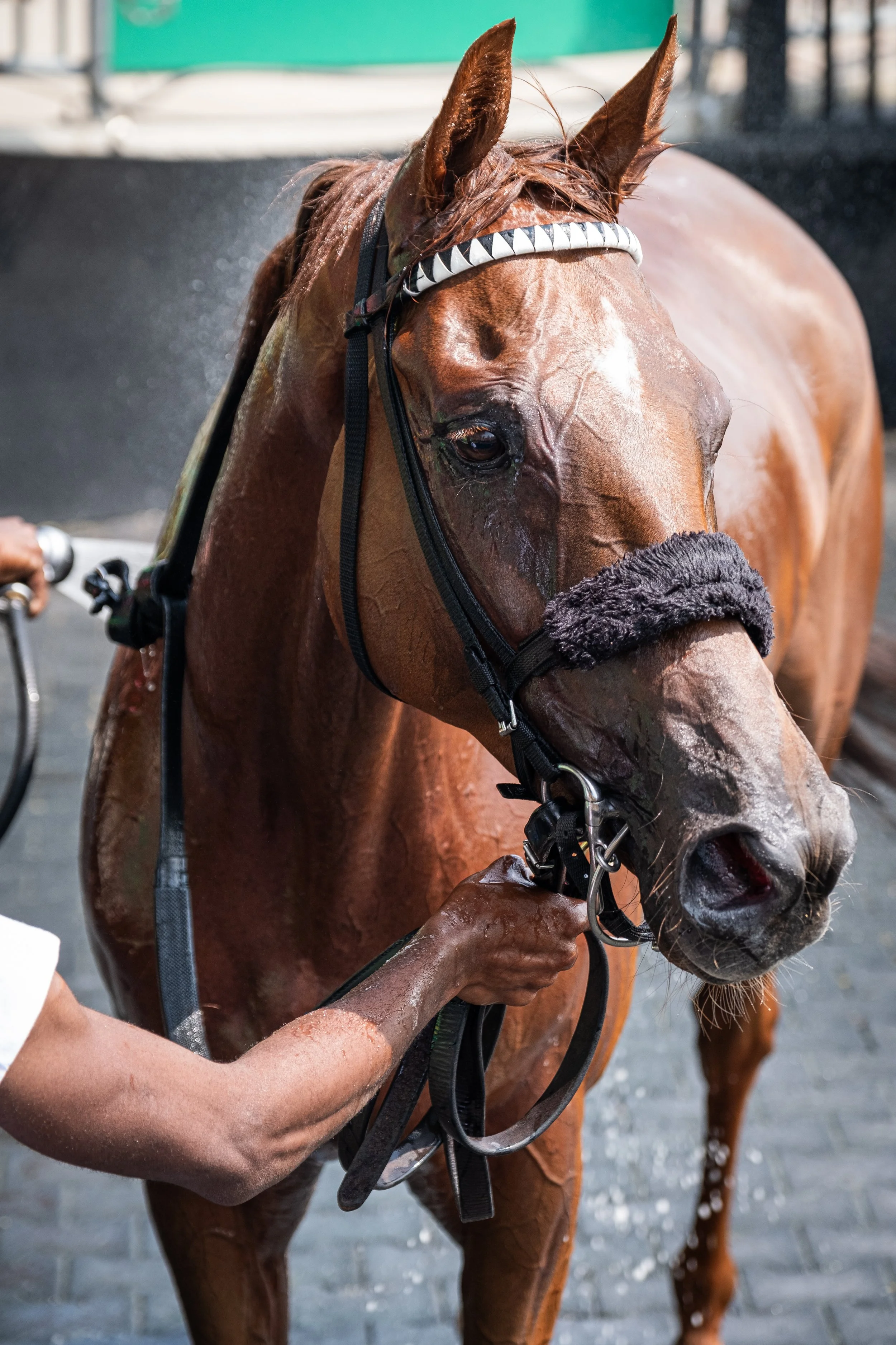 Off to the Races