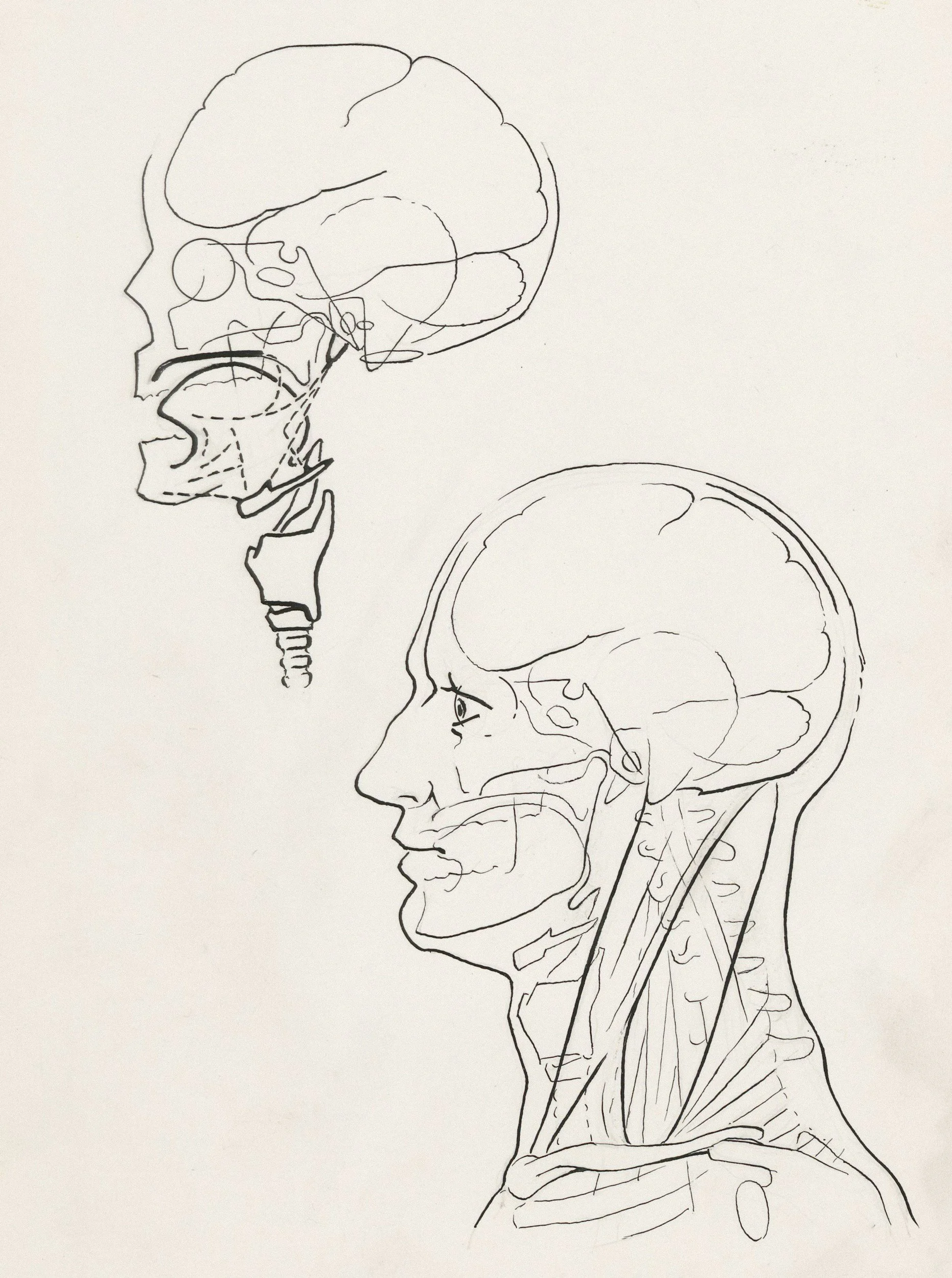 Line drawing of a human head and neck in lateral view, showing skeletal and muscular structures, with two different outlines of the head, one detailed and one simplified.