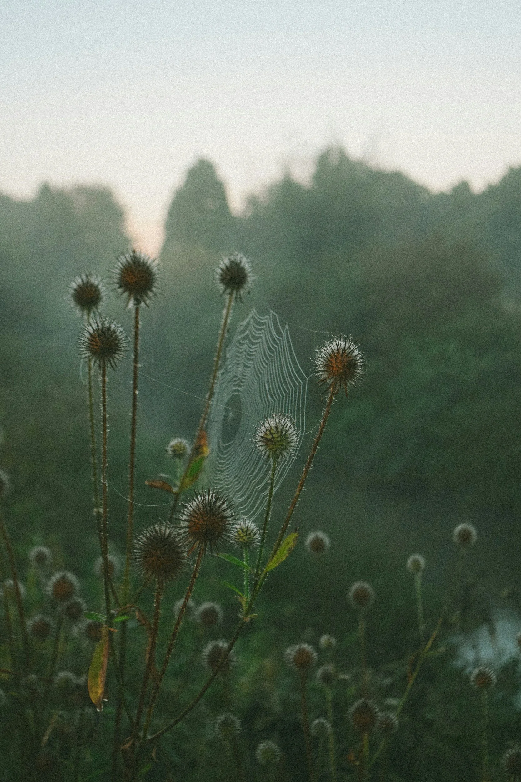 Dried thistle plants with a spider web in the center of the image, set against a misty backdrop of trees and sky.