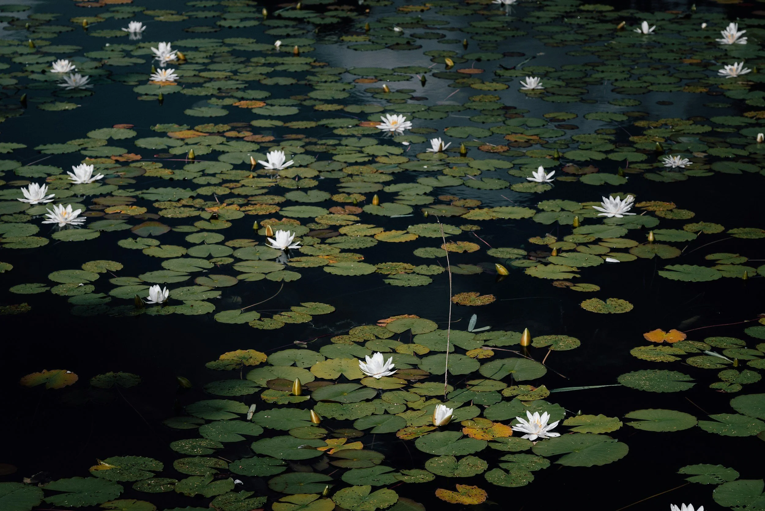 White water lilies floating on a dark pond with green lily pads.