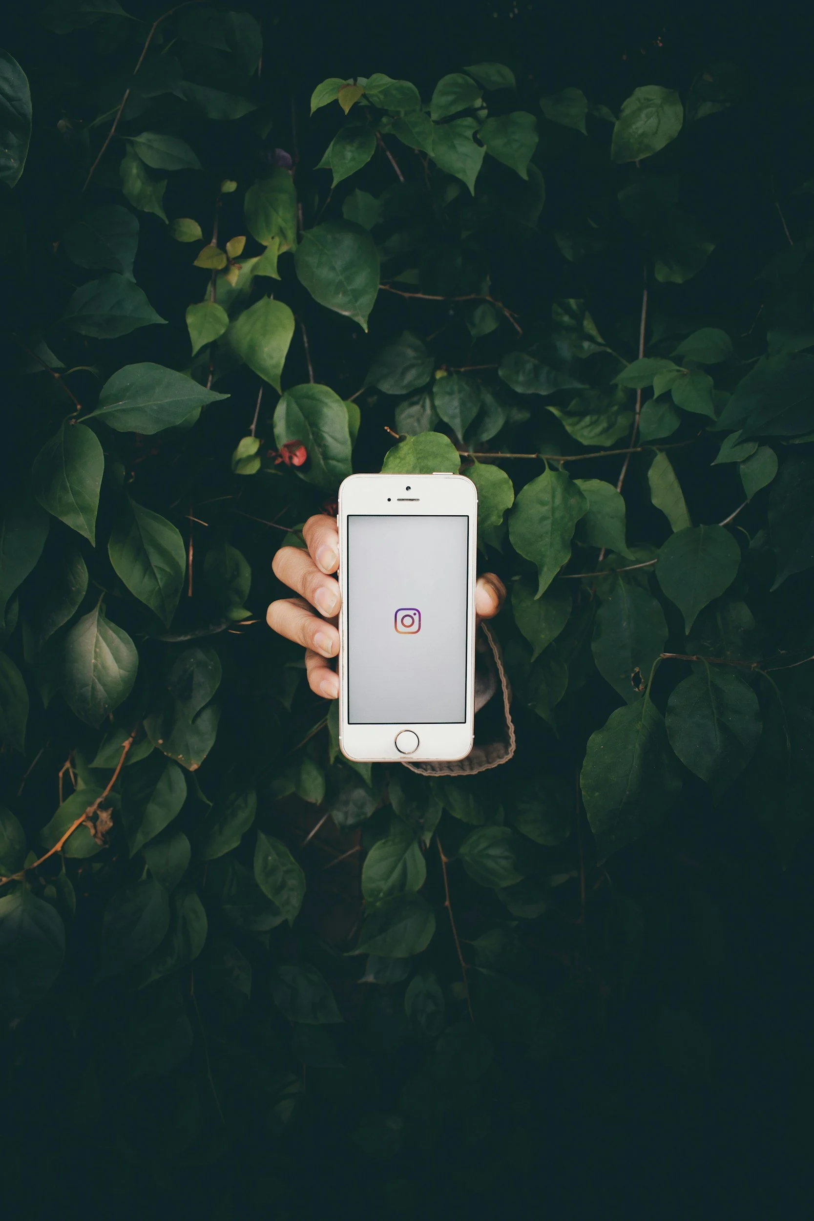 A person holding a smartphone with the Instagram app open, shown against a backdrop of green leafy plants.