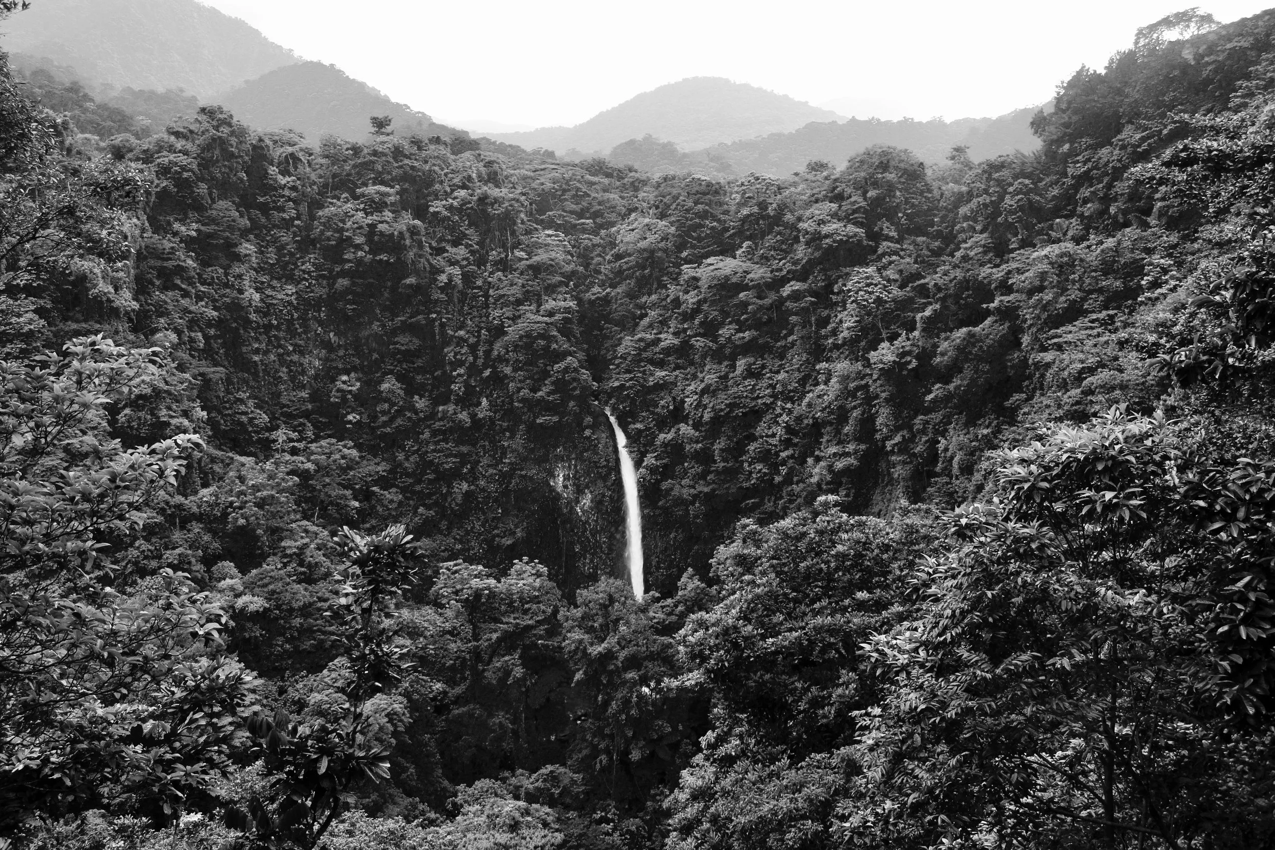 Black and white photograph of a dense rainforest with a waterfall in the center, surrounded by lush trees and mountains in the background.