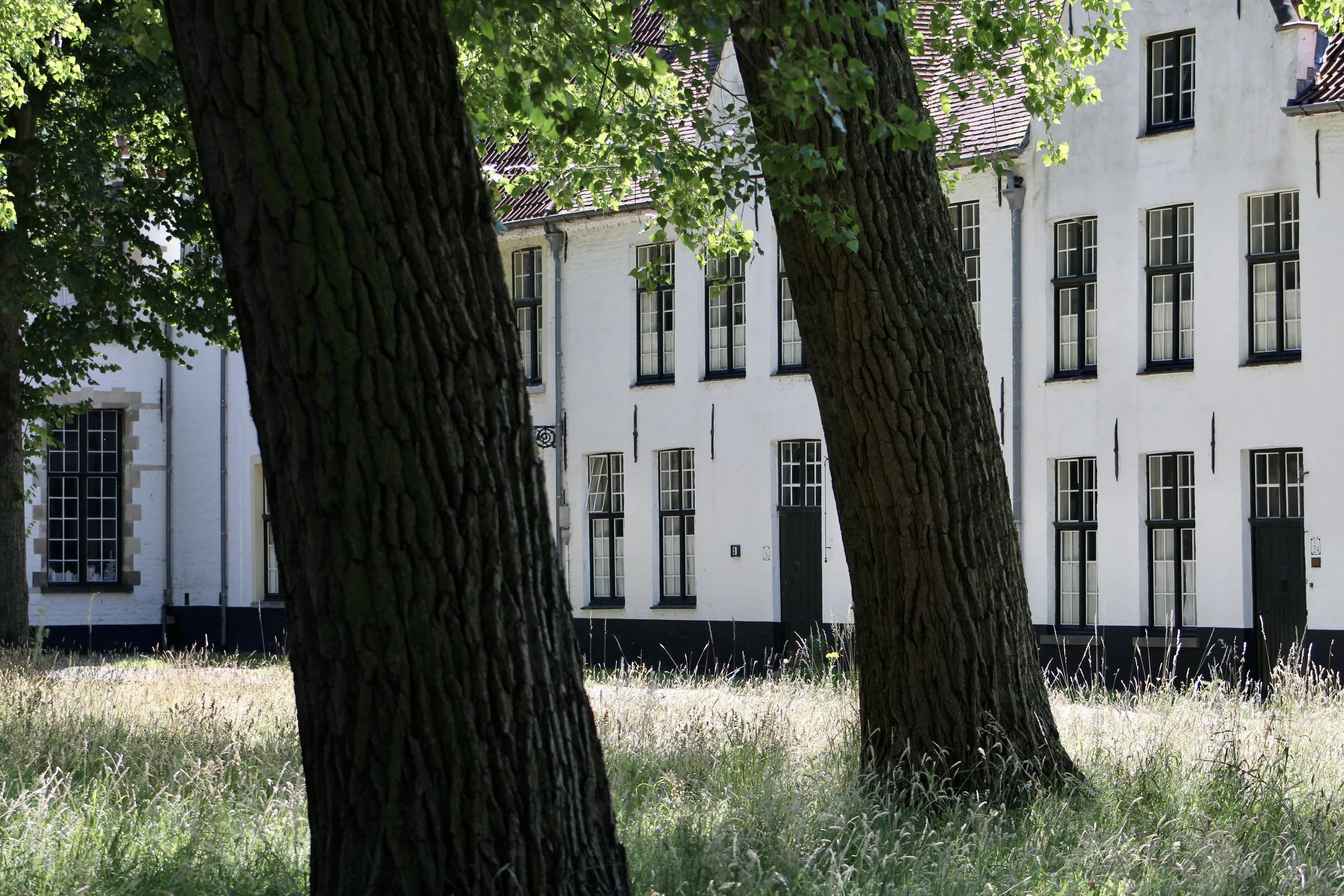 Several large trees with thick trunks in a grassy area in front of white residential buildings with multiple windows.