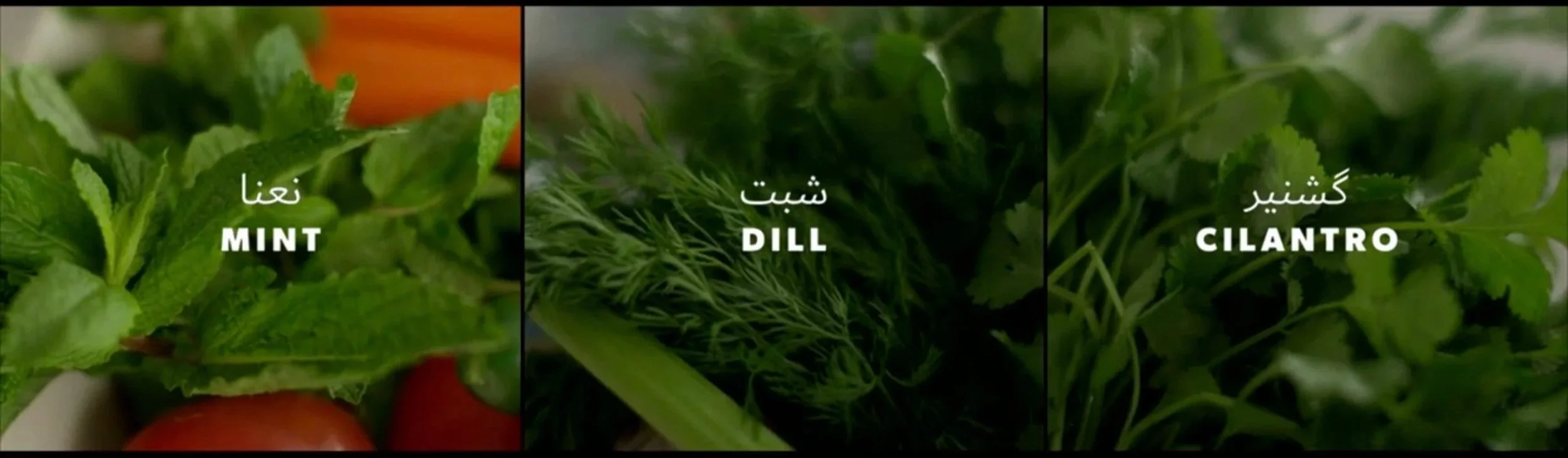 daniel-hollis-diamond-cinematographer-cinematography-director-of-photography-taste-the-nation-padma-lakshmi-hulu-12.jpg