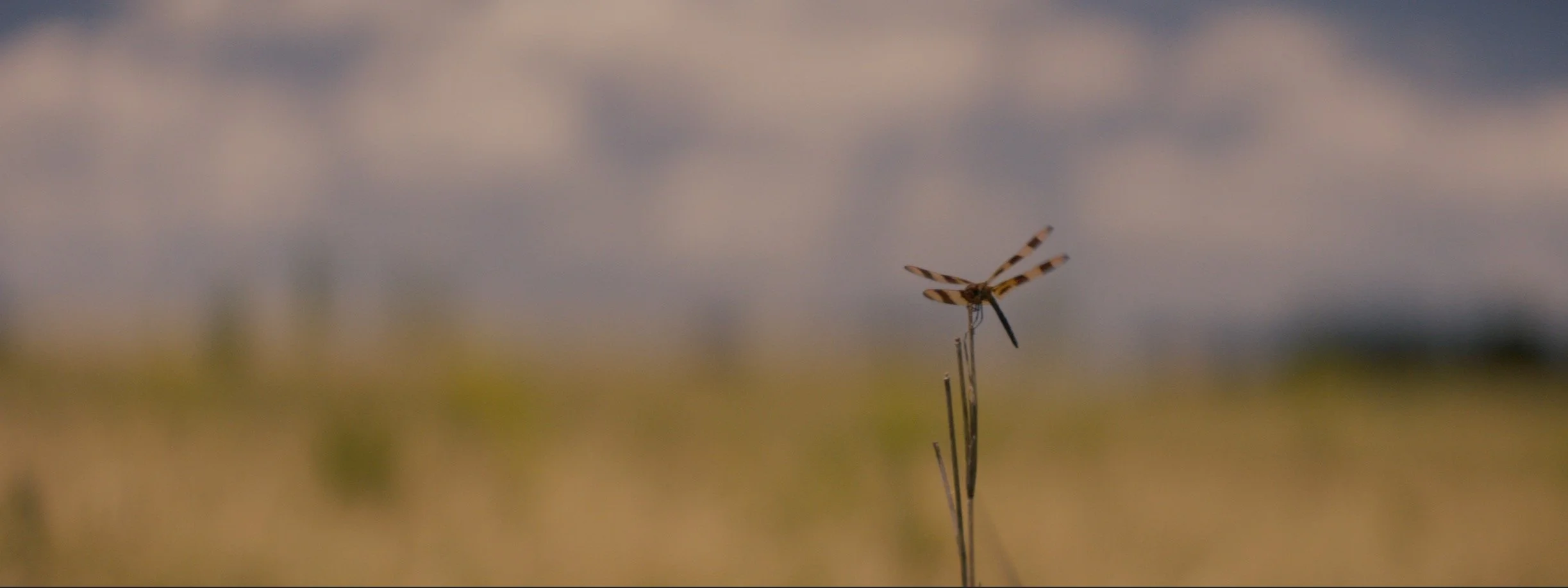 daniel-hollis-diamond-cinematographer-cinematography-director-of-photography-texas-28.jpg