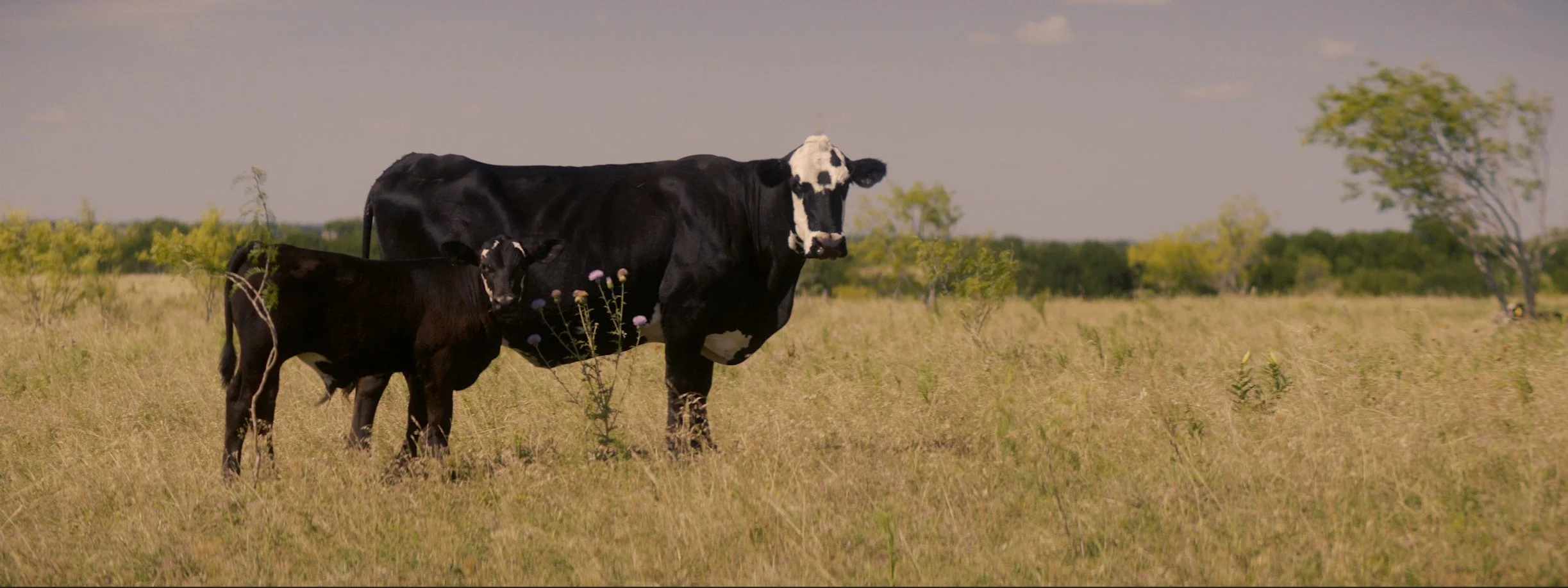 daniel-hollis-diamond-cinematographer-cinematography-director-of-photography-texas-30.jpg