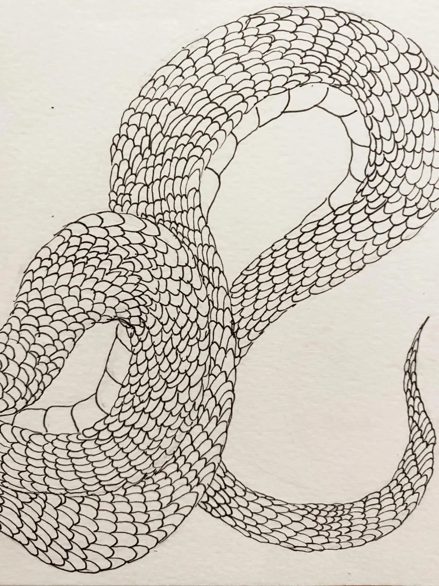 I thought it may be time to move away from snakes for a while, but when I found this snake skin at work I knew I wasn&rsquo;t finished with snakes yet! Or they weren&rsquo;t finished with me 🐍