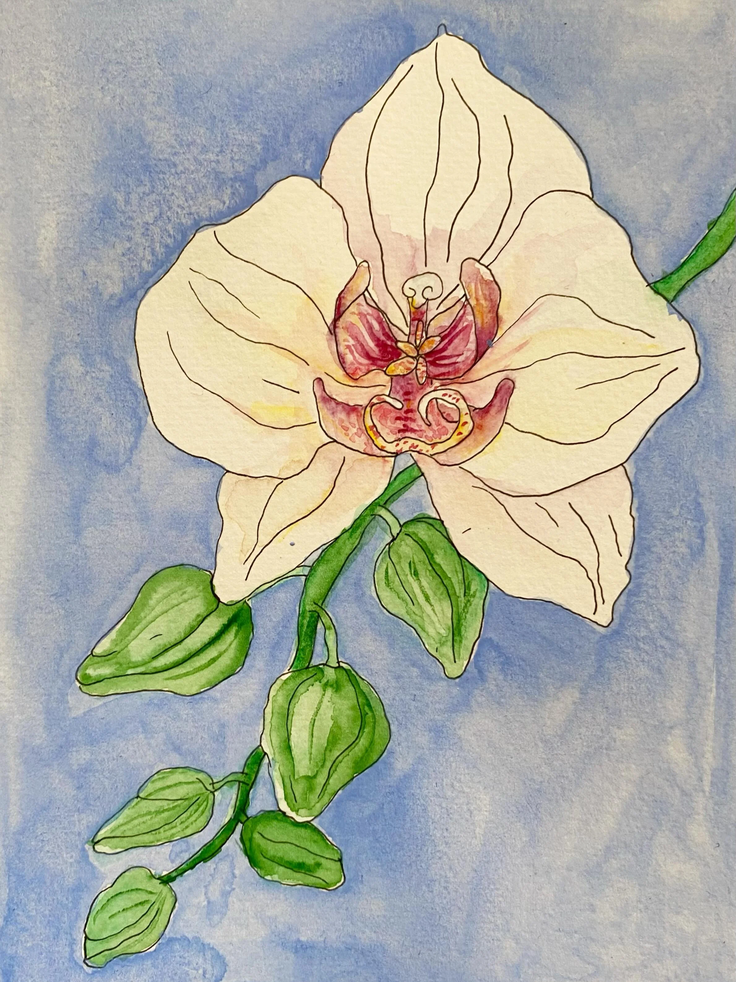 An orchid for my beautiful grandma on her 90th birthday 🤍 the matriarch of our family and a mother to many beautiful orchids
