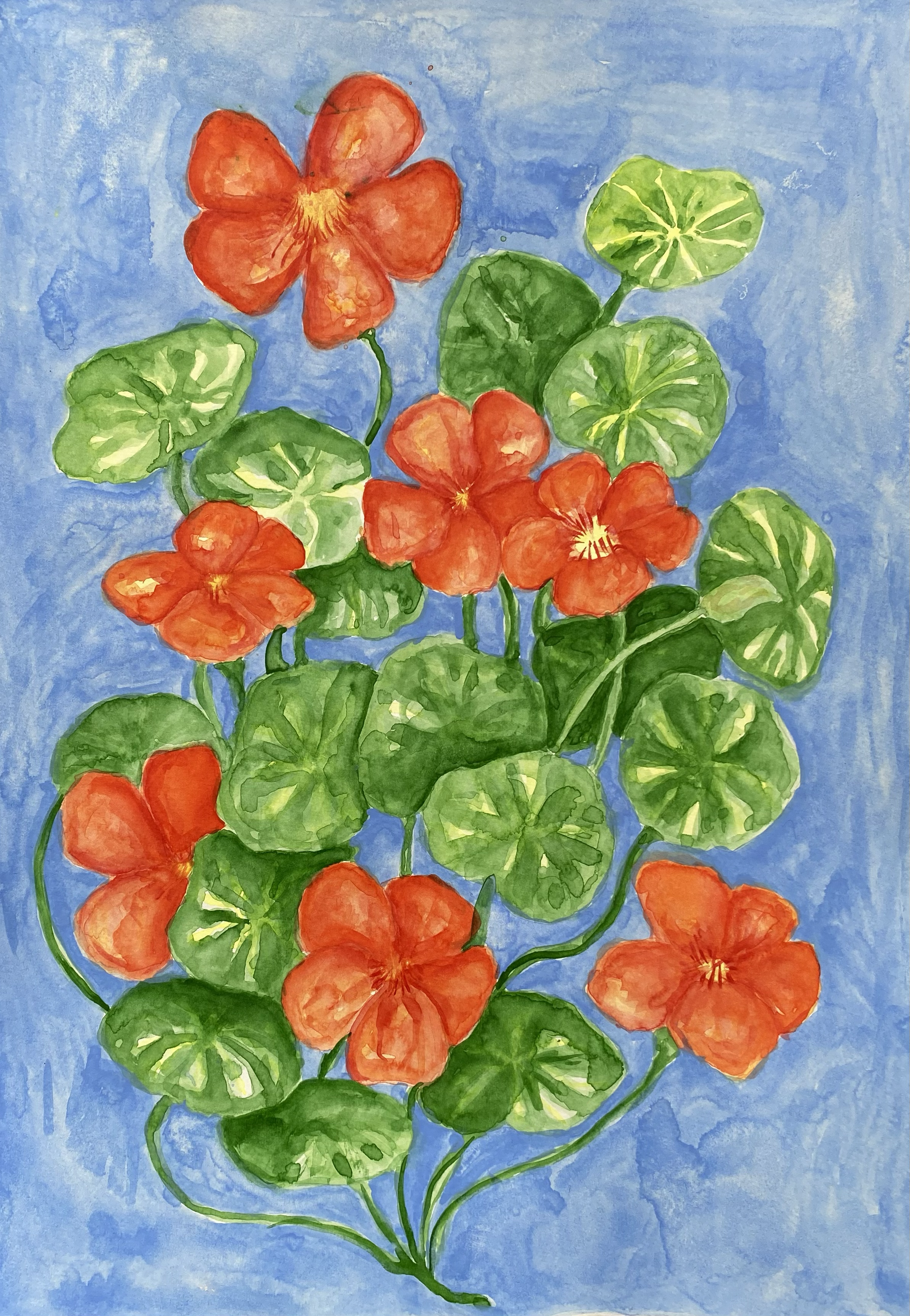 'Nasturtium 01' - A3 Watercolour on Paper
$330