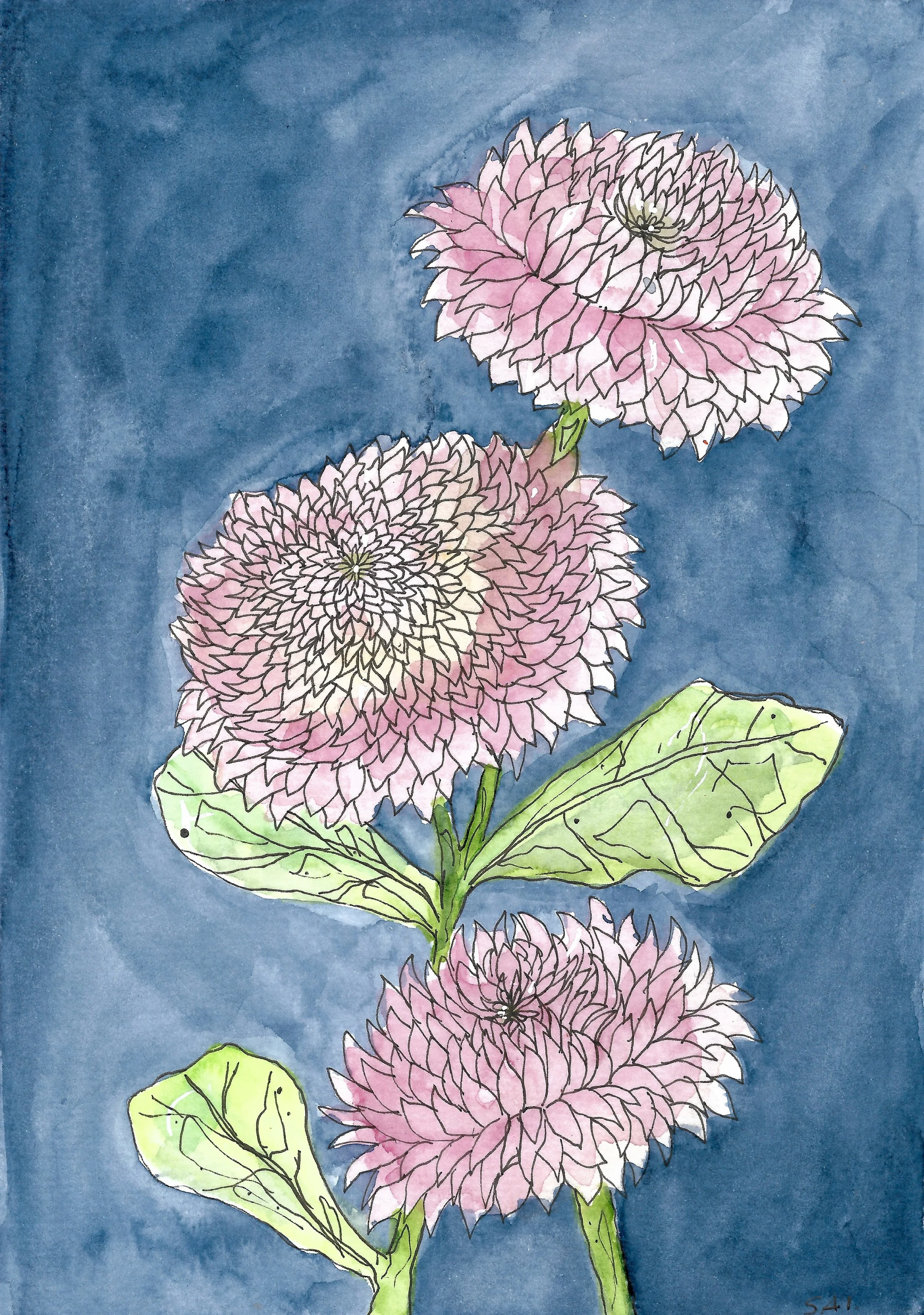 'Dahlias' - A5 Watercolour and Ink Pen 
$125