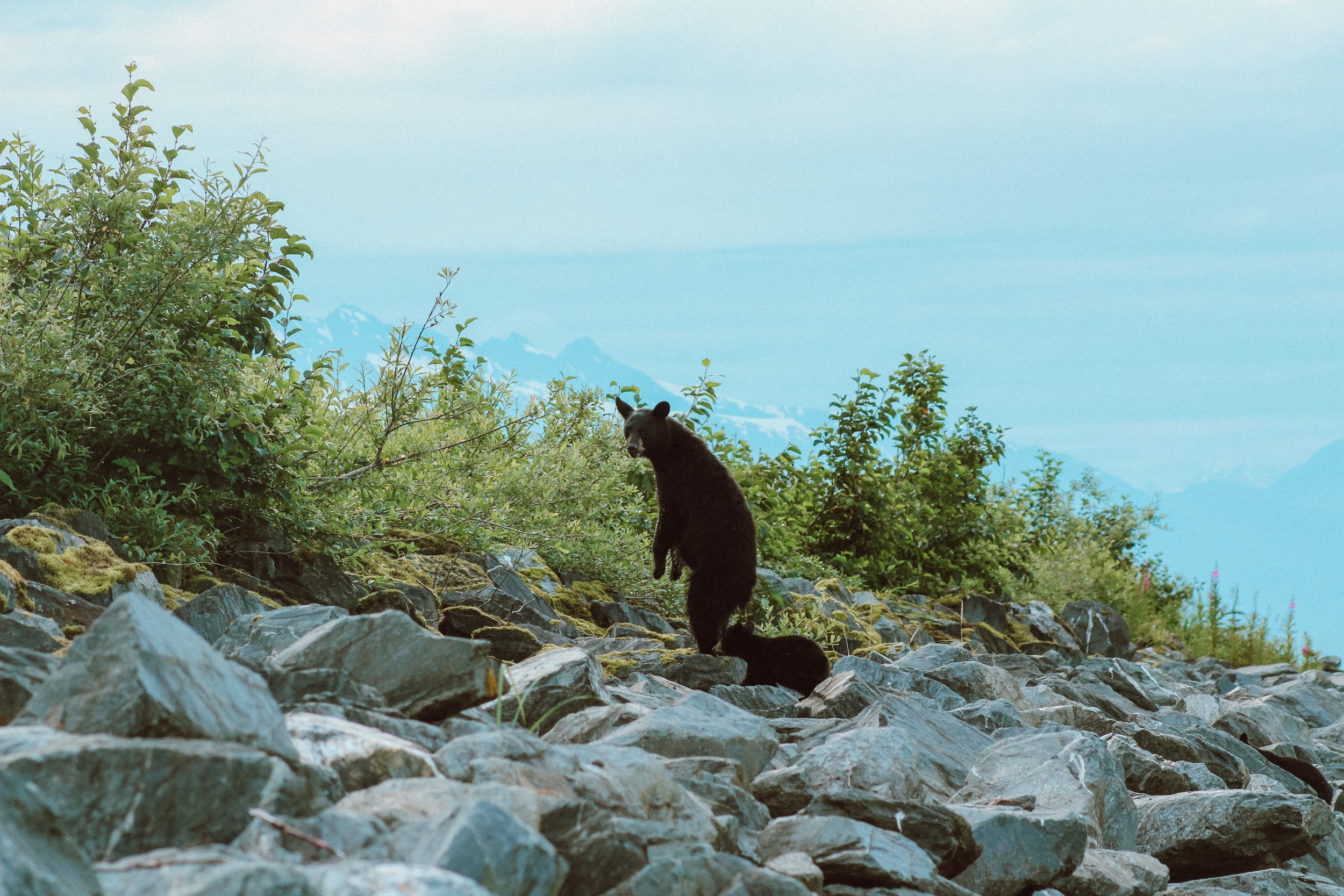 Alaska 2020