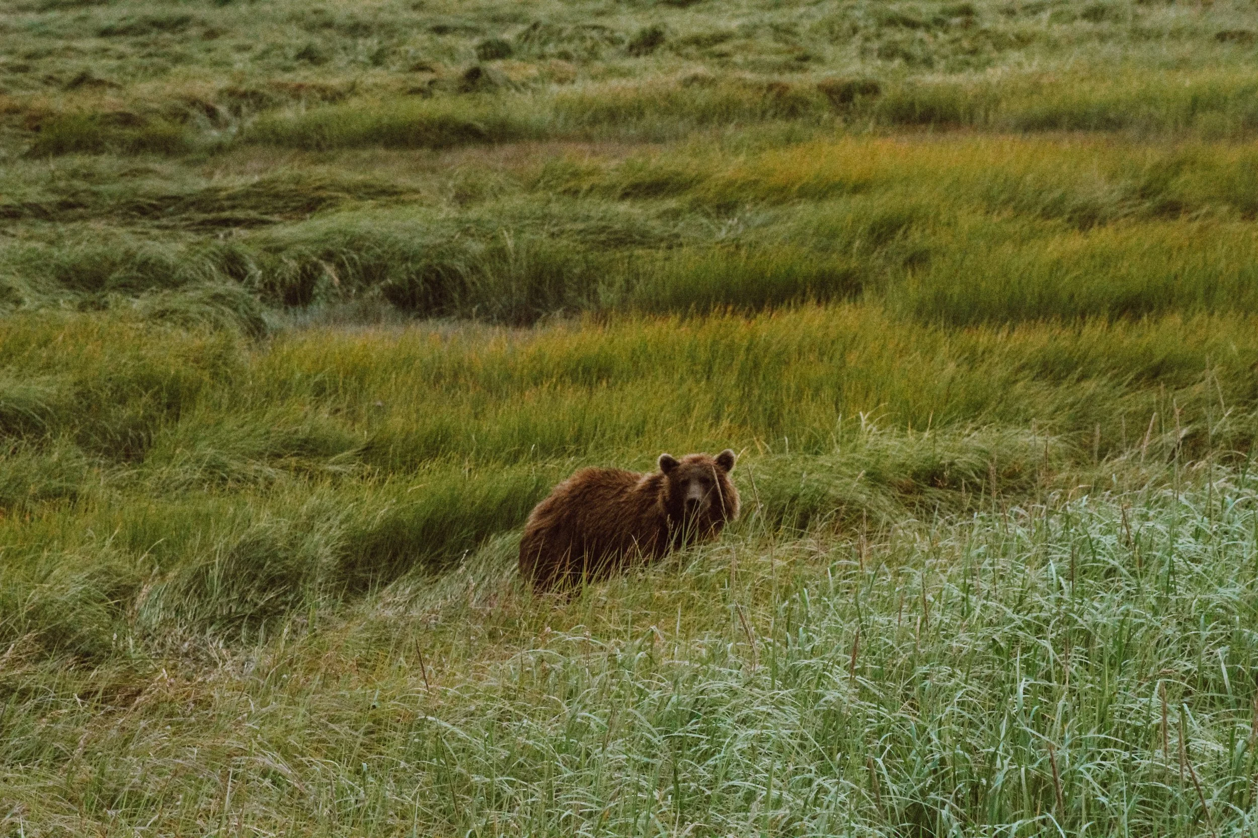 Alaska. 2020
