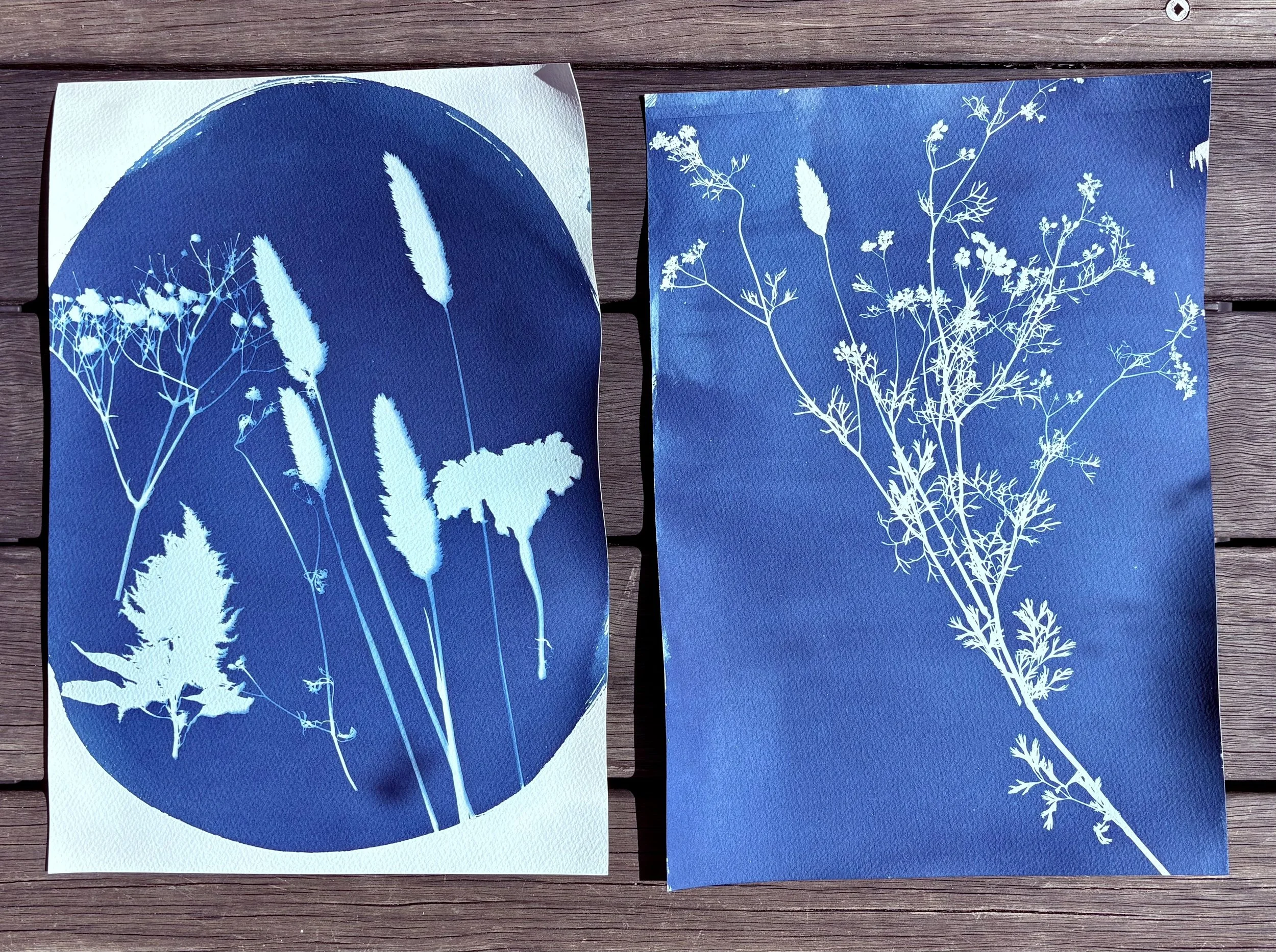 sunprint.jpg