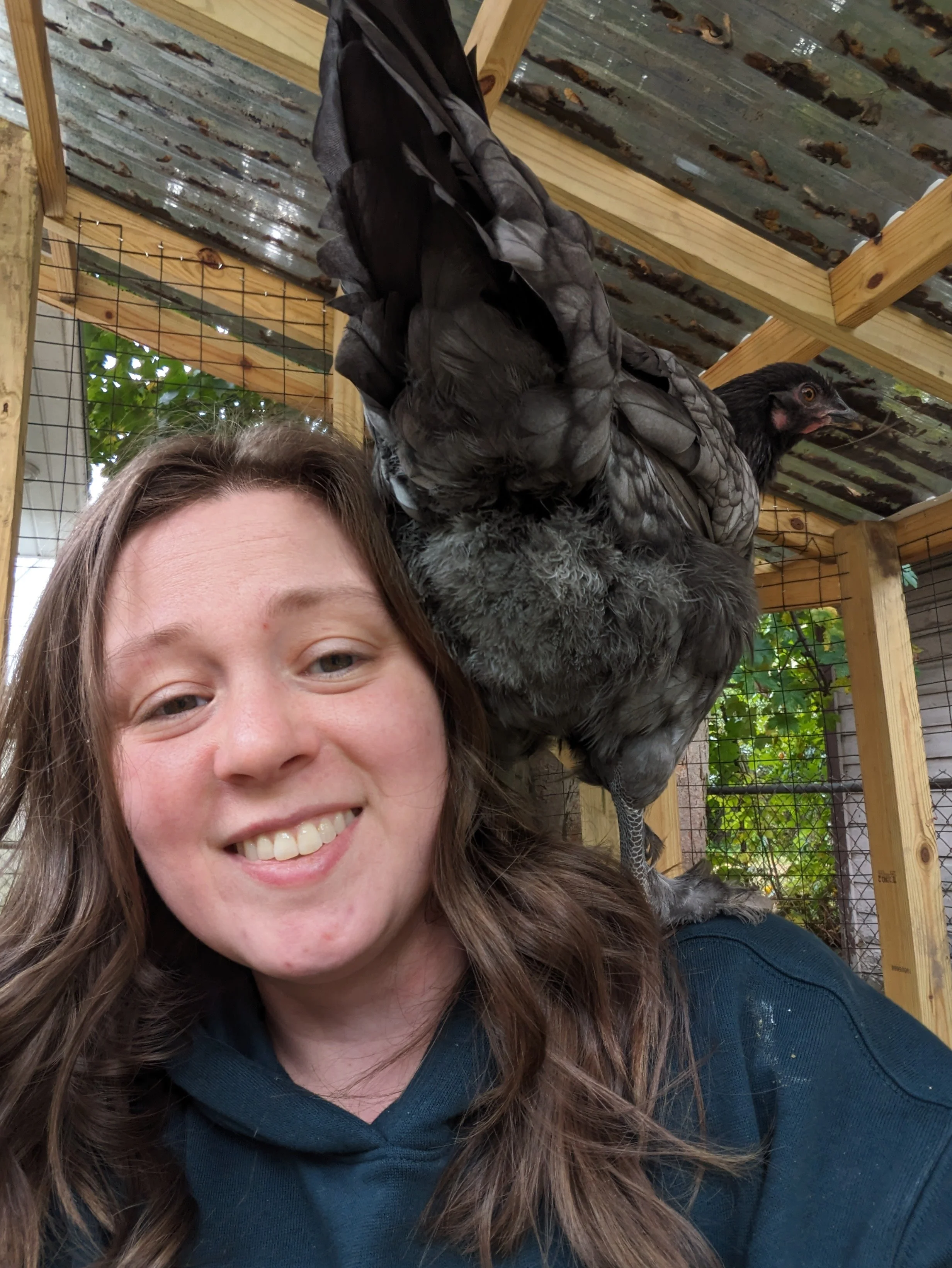 A woman smiling with a large turkey perched on her shoulder inside a wooden and wire chicken coop.