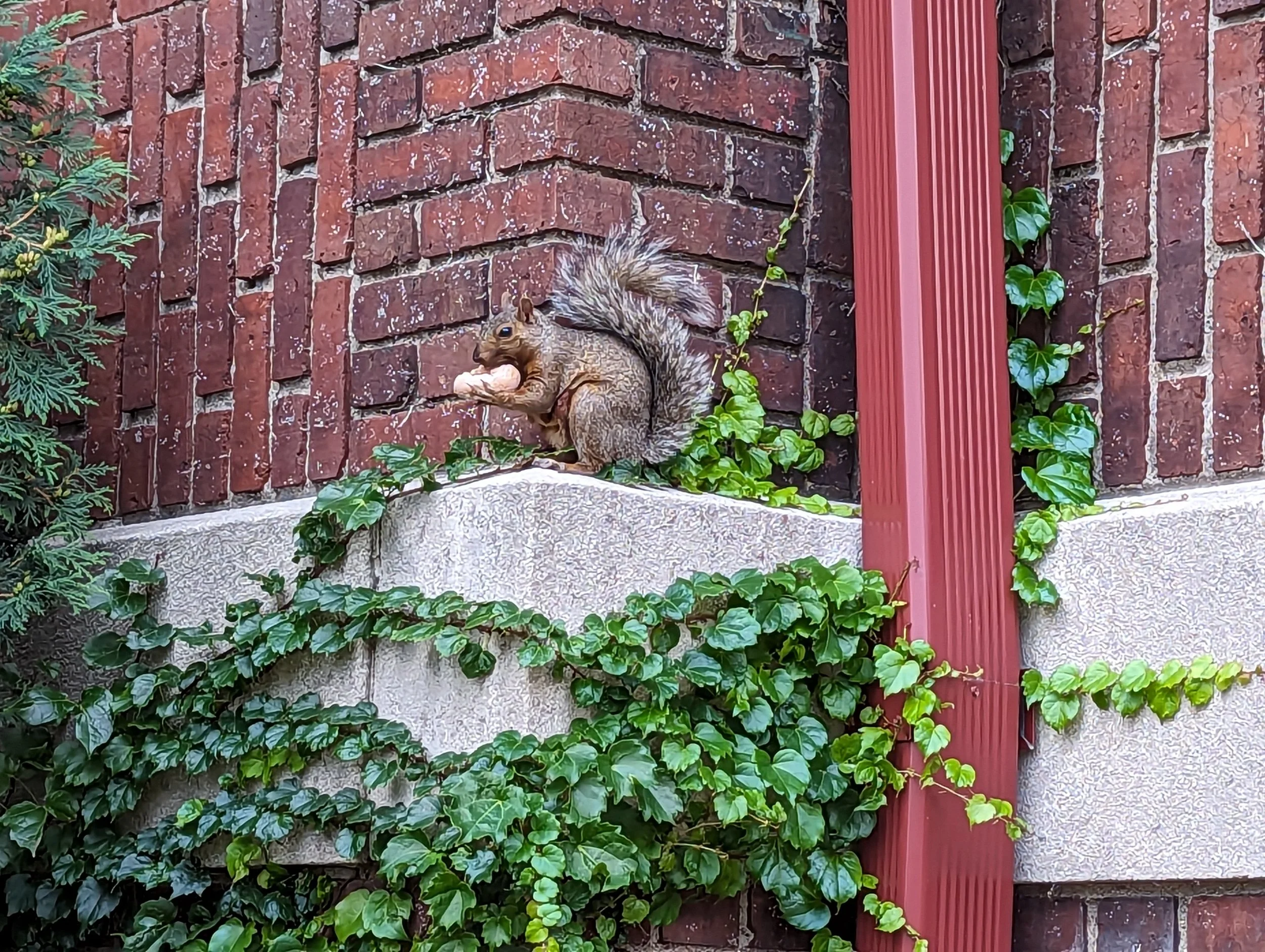 A squirrel eating a donut on a ledge