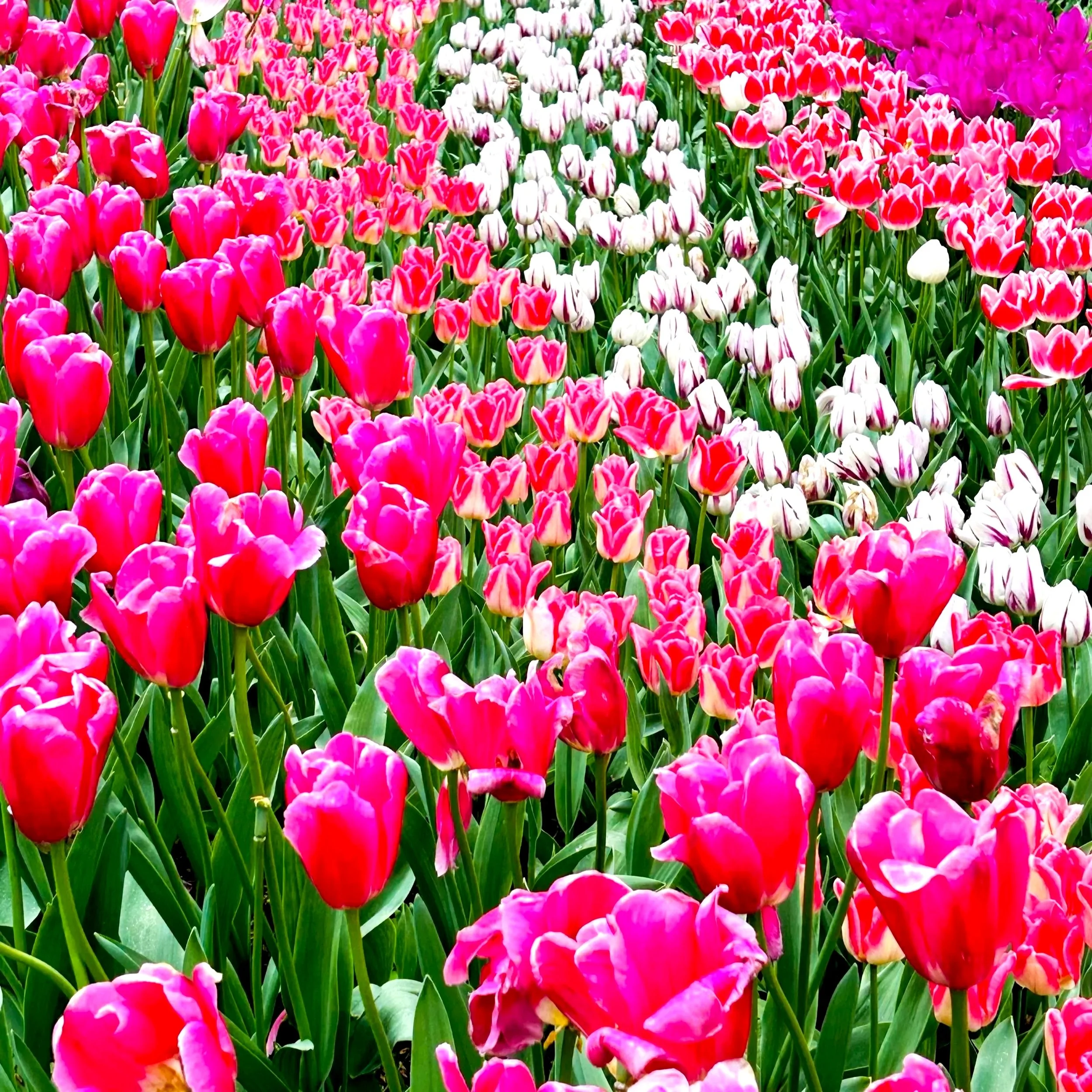 The Colours of Keukenhof