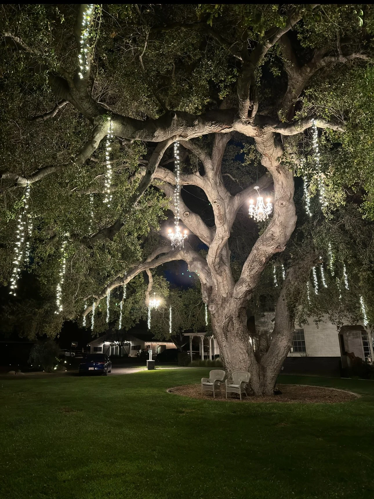 Fairy Lights