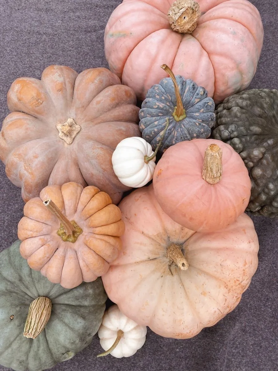pumpkin.jpg