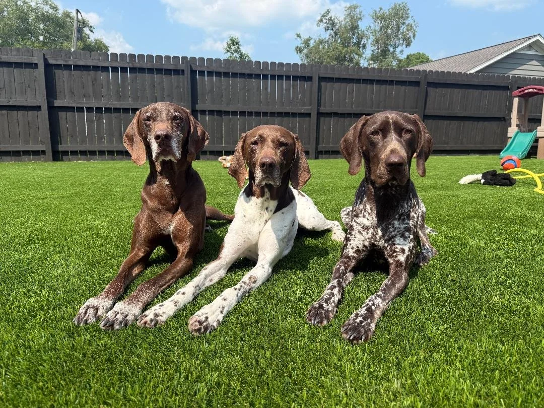 Three dogs