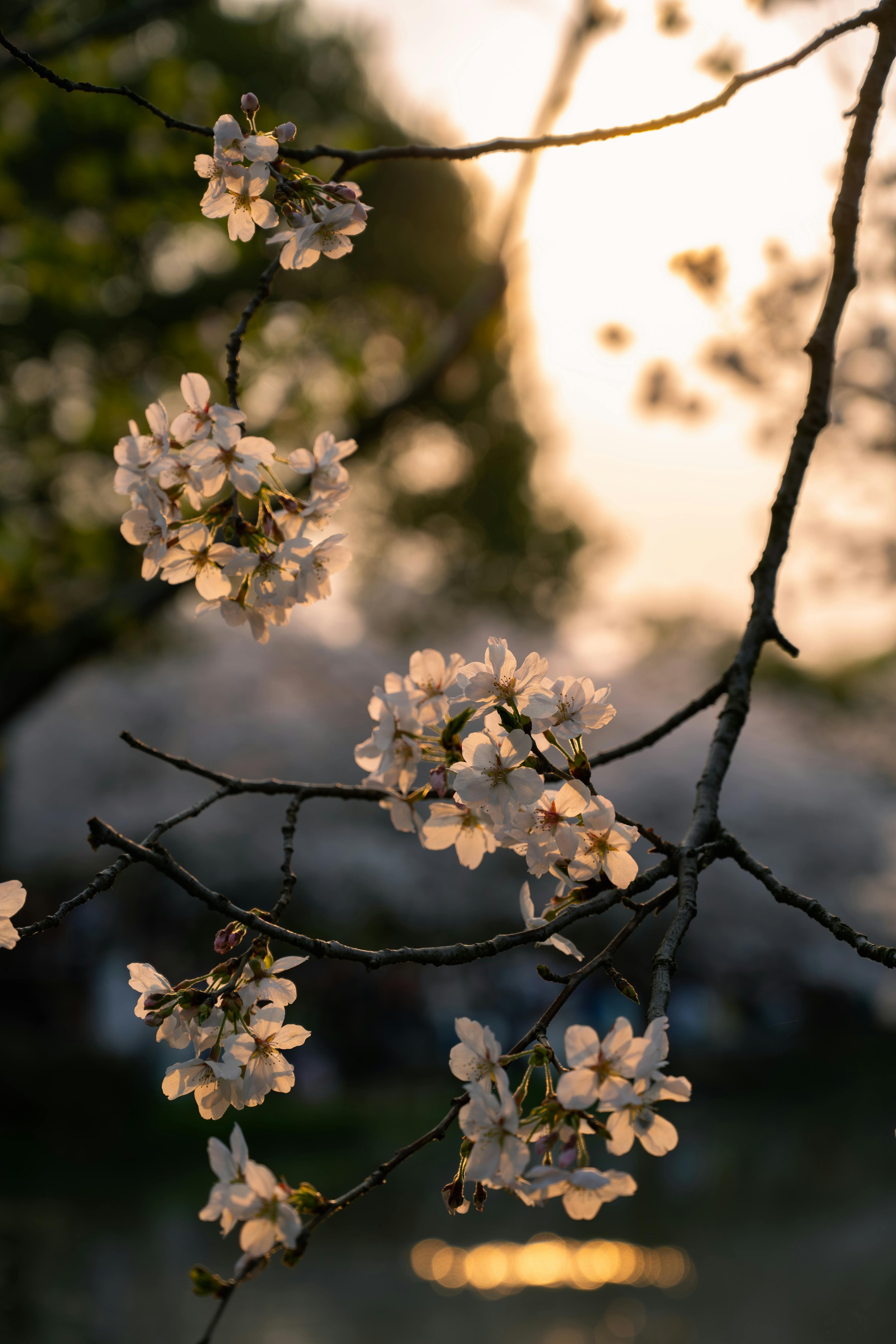 Serviceberry: Reciprocity, Renewal, &amp; Craft