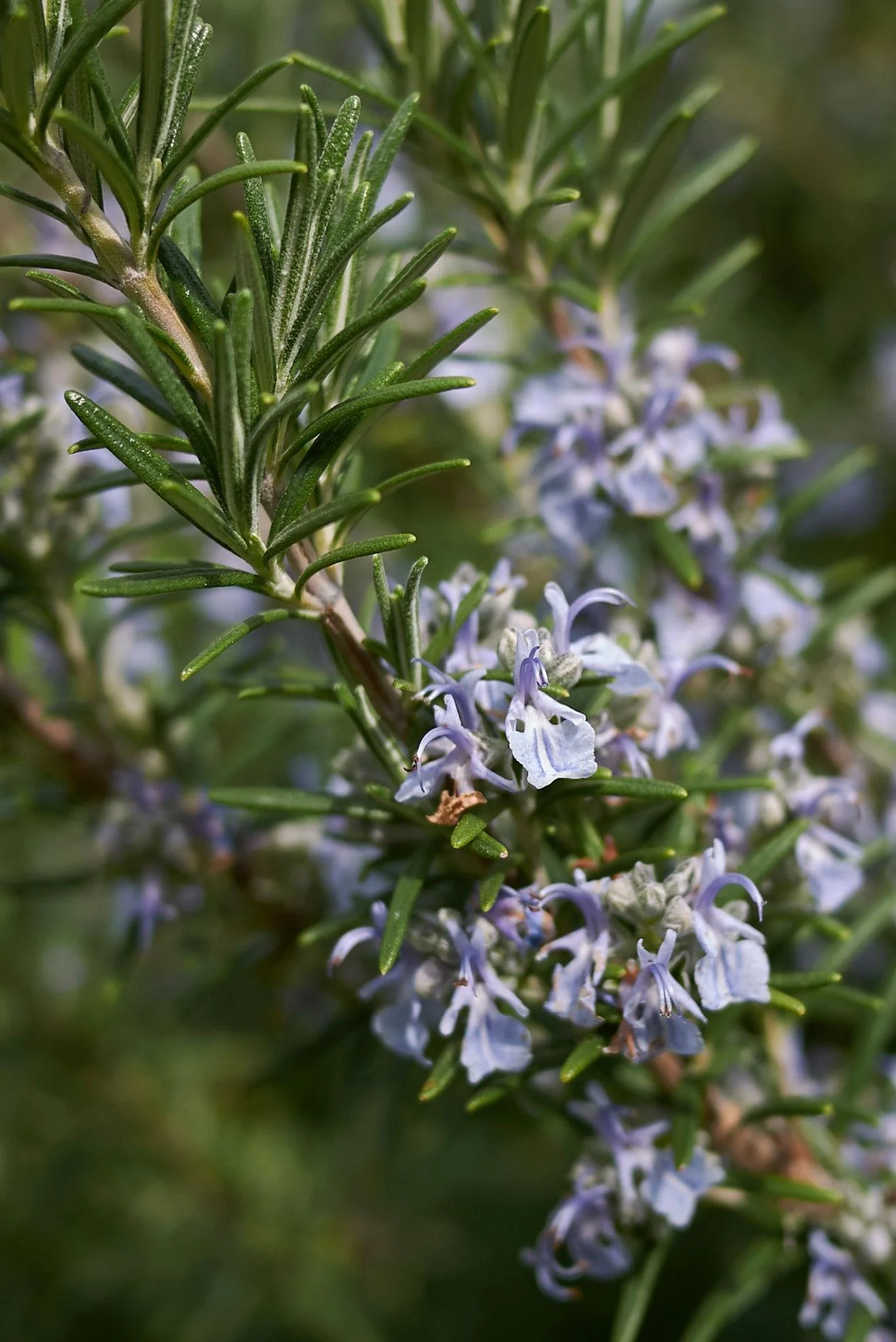 Close-up of a rosemary plant with green needle-like leaves and small light purple flowers.