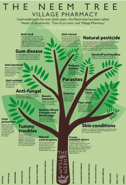 Illustration of a neem tree with various health benefits labeled on its branches, including anti-viral, anti-cancer, gum disease, reduces anxiety, dandruff, headlice, anti-bacterial, anti-fungal, boosts immunity, reduces blood pressure, blood sugar, fever, pain relief, protects liver, stomach troubles, skin conditions, and others.