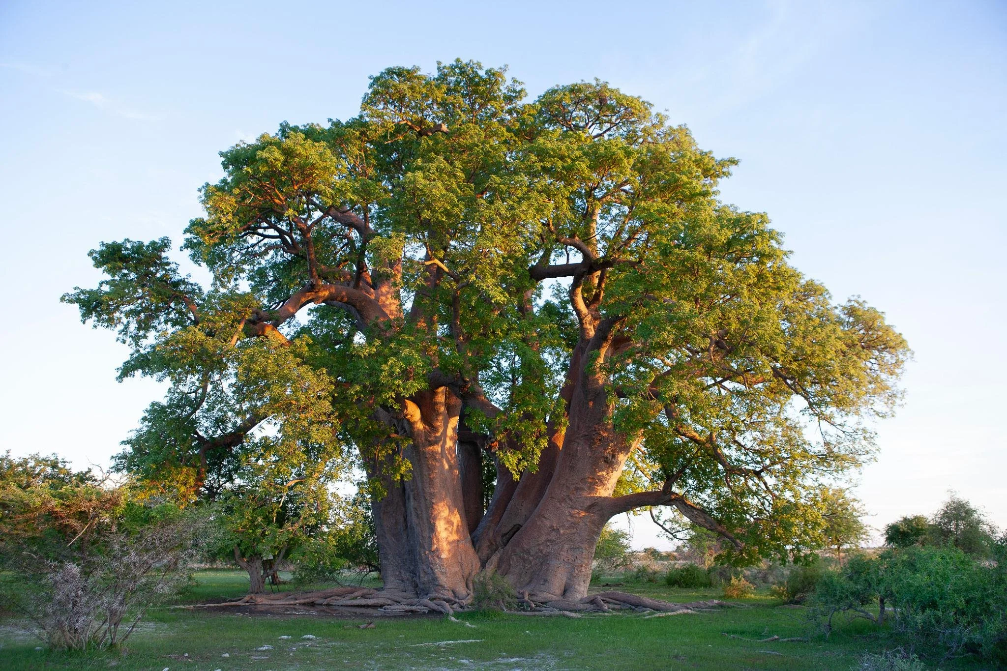 A large, mature tree with a thick trunk and lush green foliage stands in an open field during daytime under a clear blue sky.