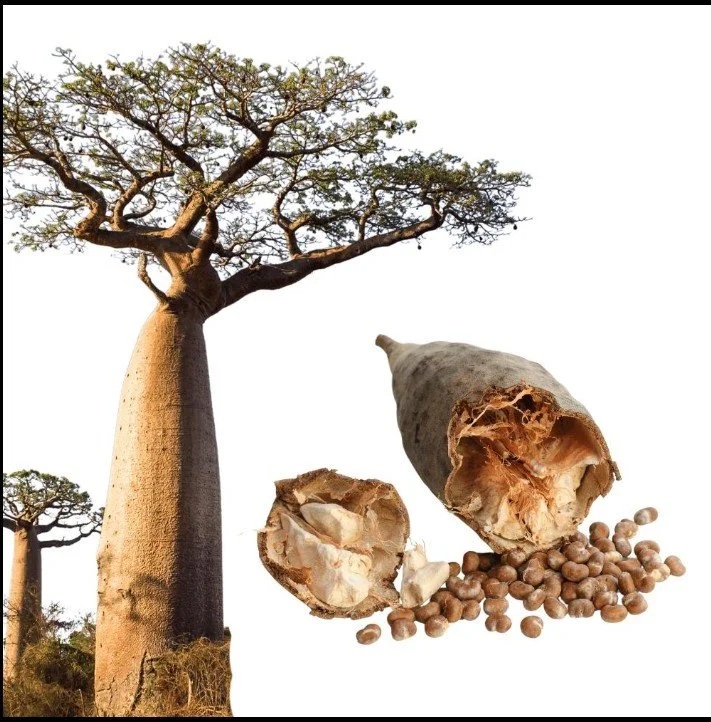 A tall baobab tree, with a large trunk and sparse branches, standing next to a giant conch shell with nuts spilling out of it.