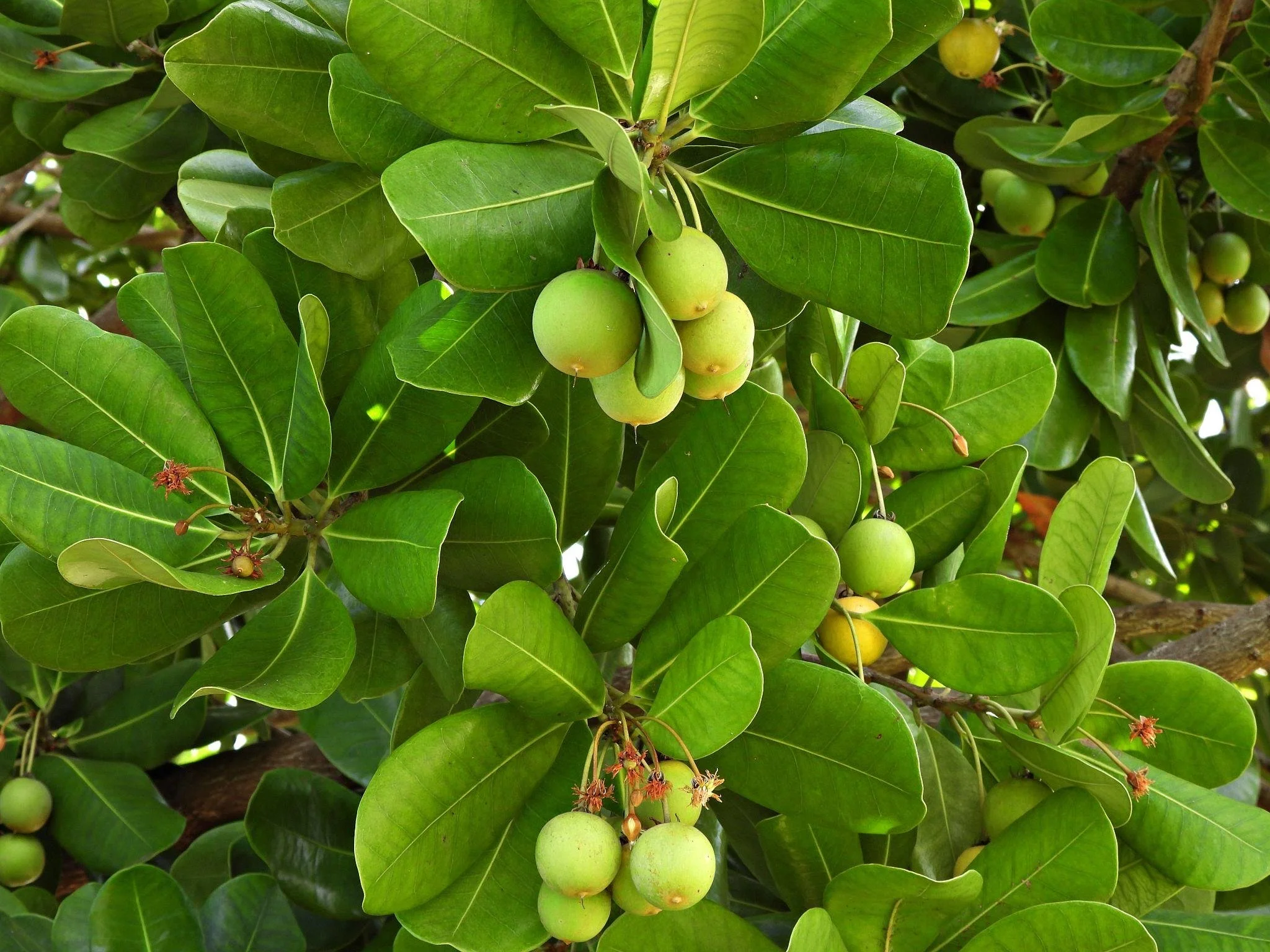 Green tropical leaves with clusters of unripe green fruit growing on the branches.