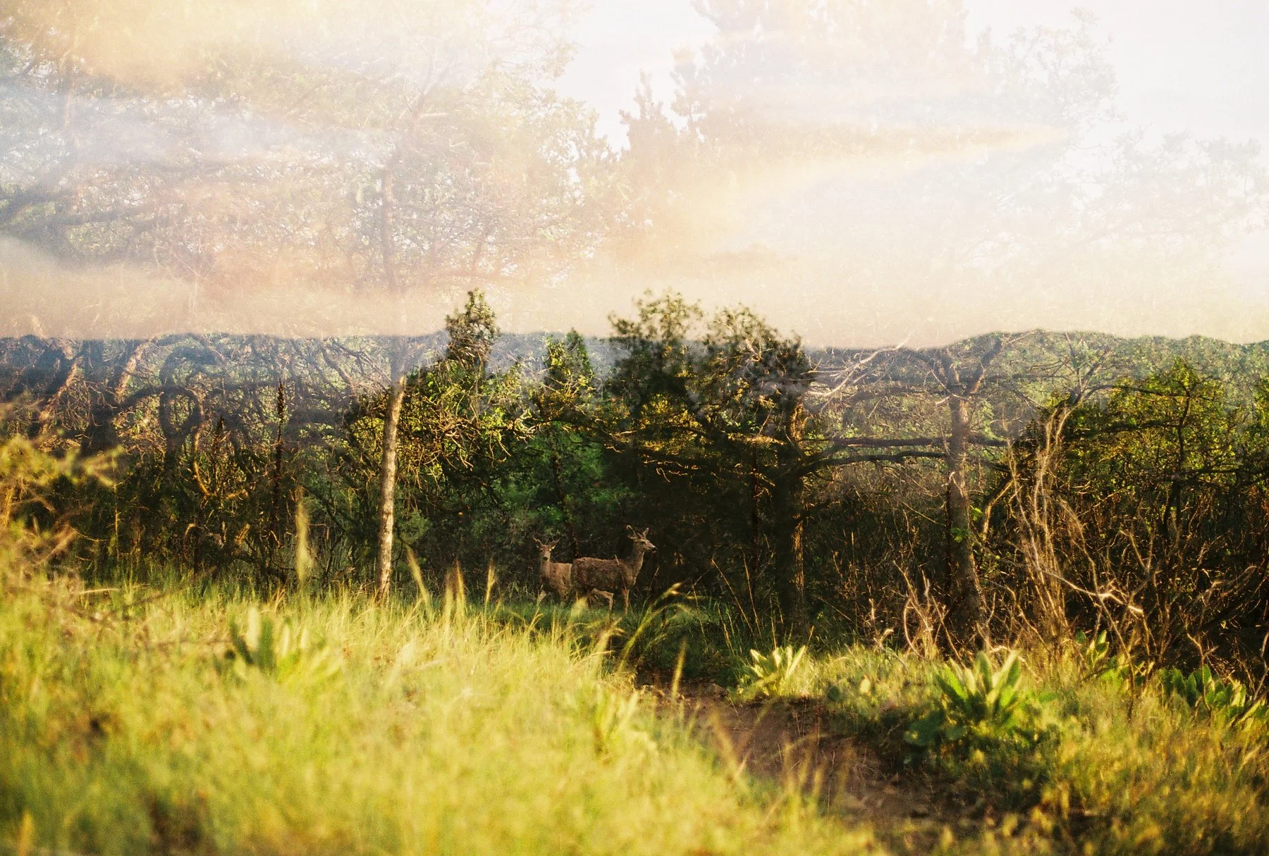 Charlotte Roehm photography & art direction