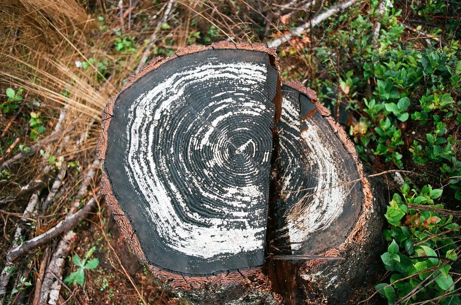 99350029.jpg