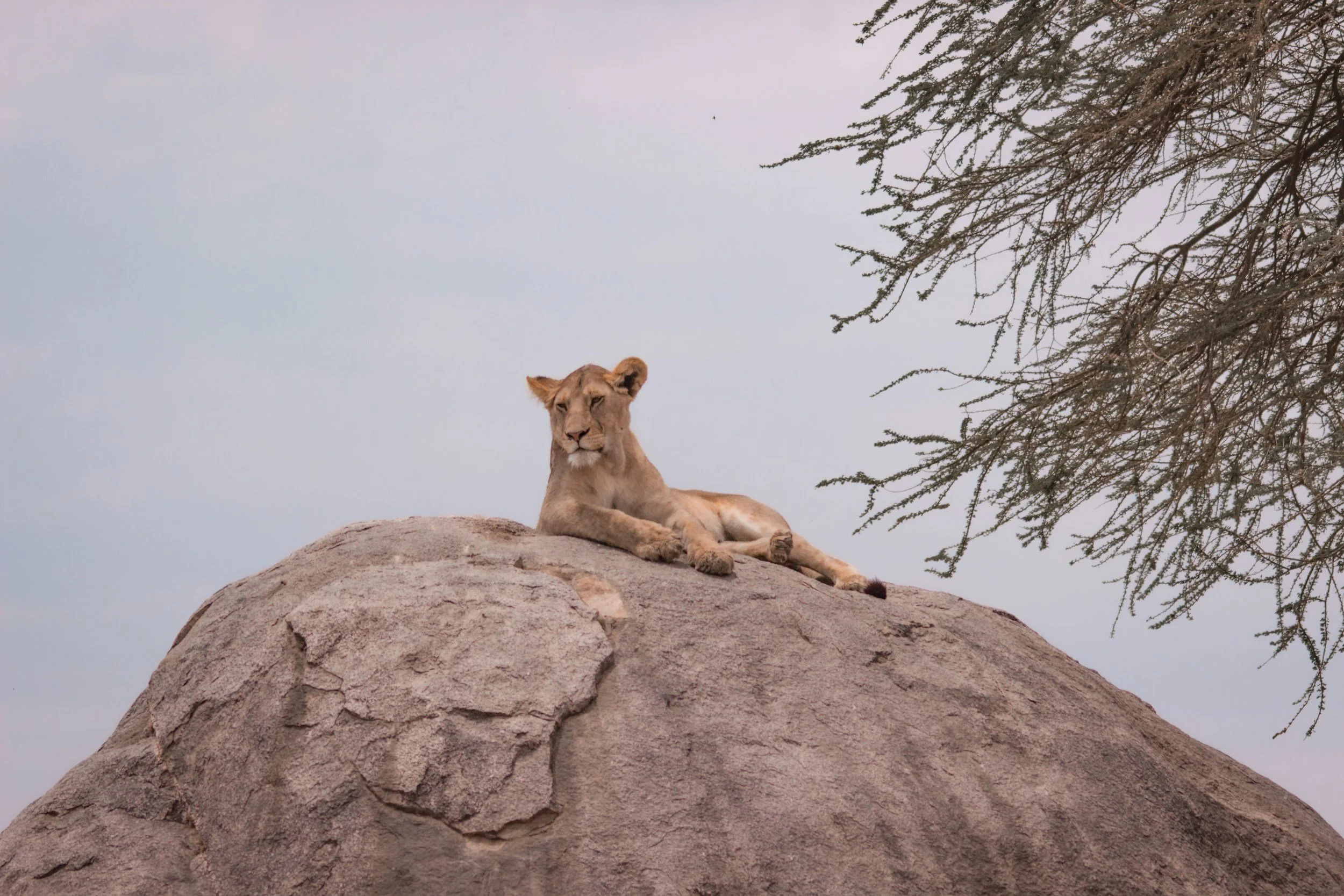 female lion reclines on large rock