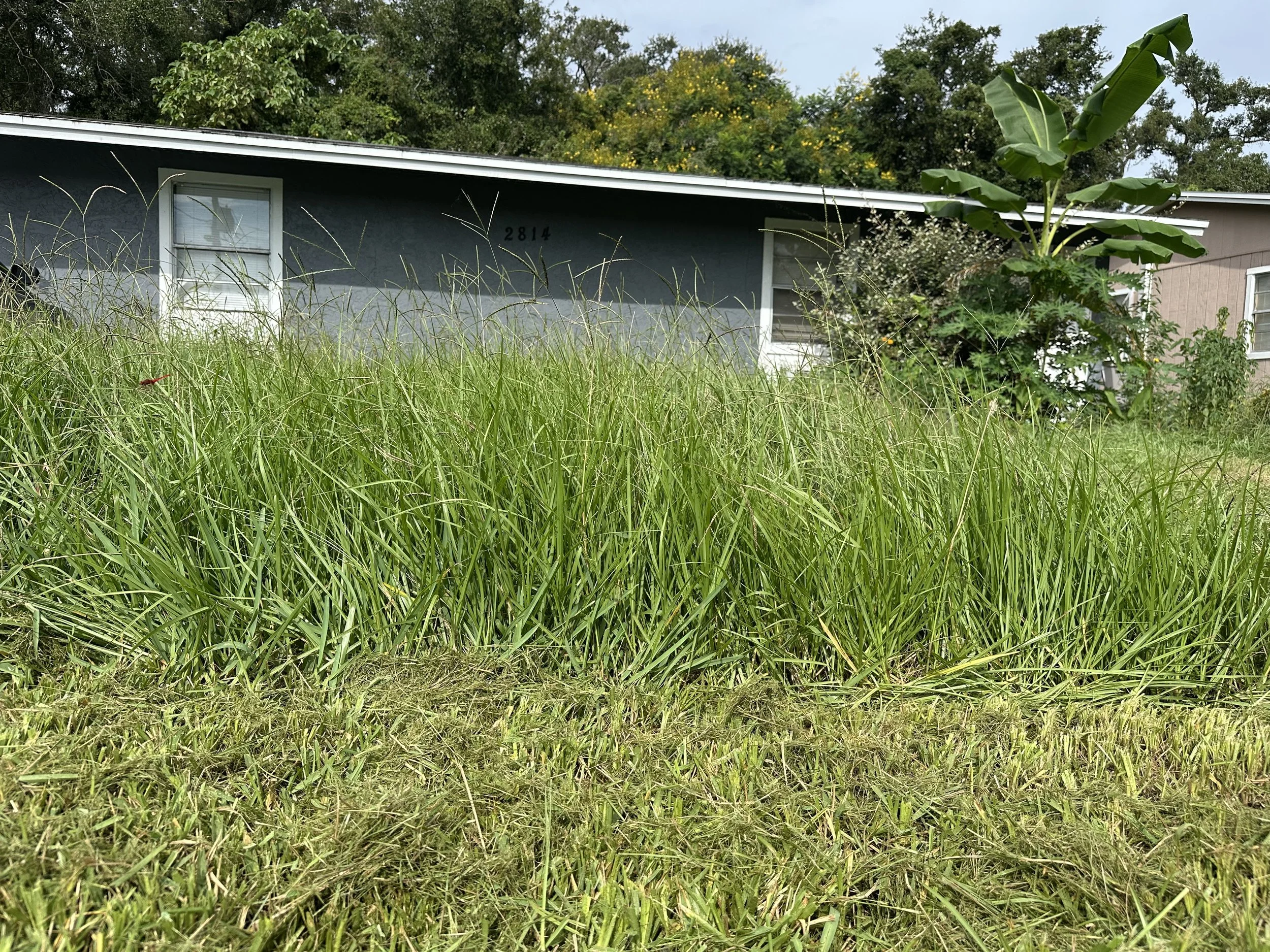 Front yard with overgrown grass and vegetation in front of a house, with trees in the background.