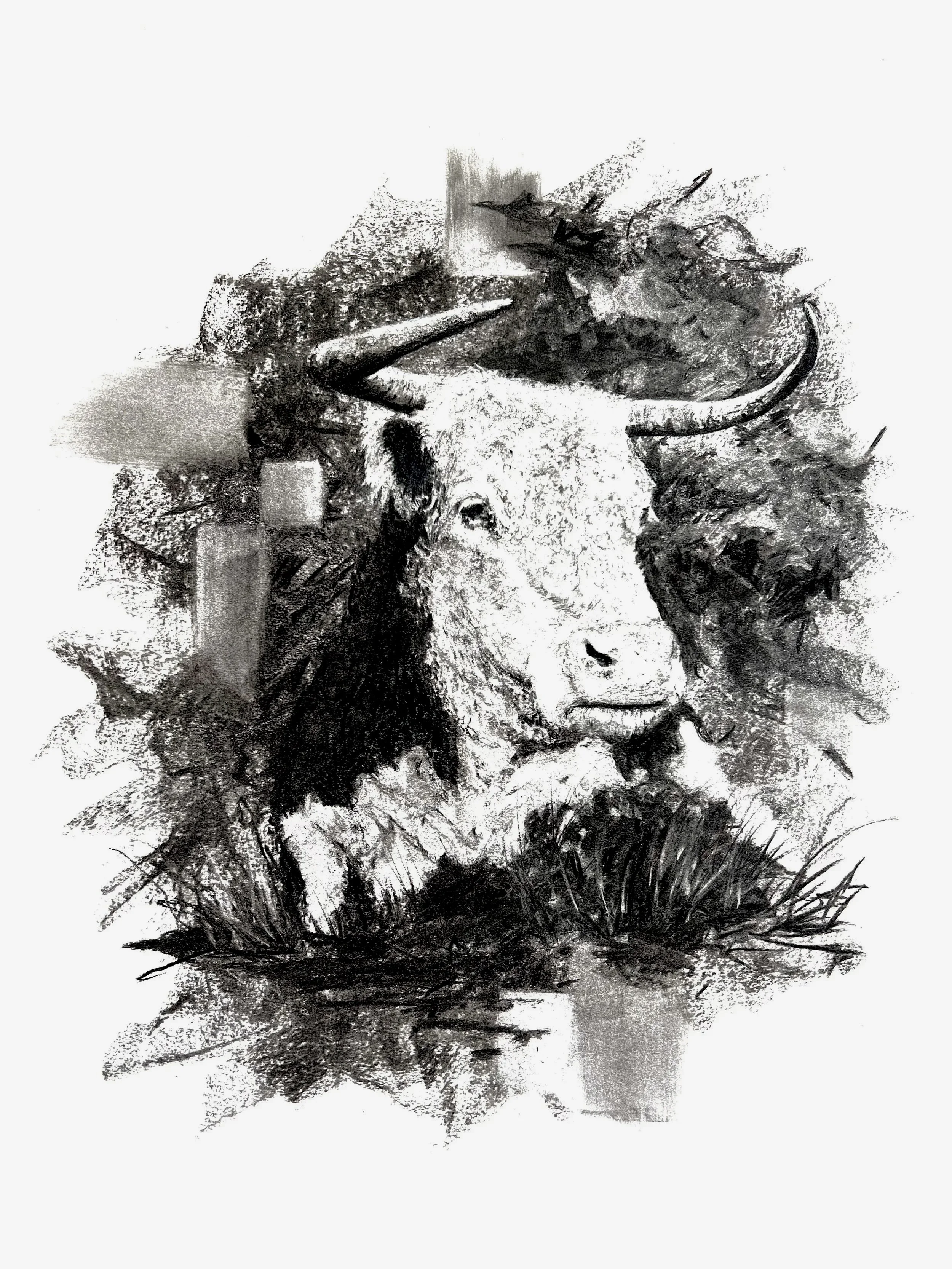 Black and white charcoal sketch of a bull by Jason Bero.