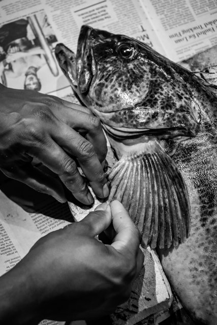 Jason Bero cleaning a fish on a surface covered with newspapers.
