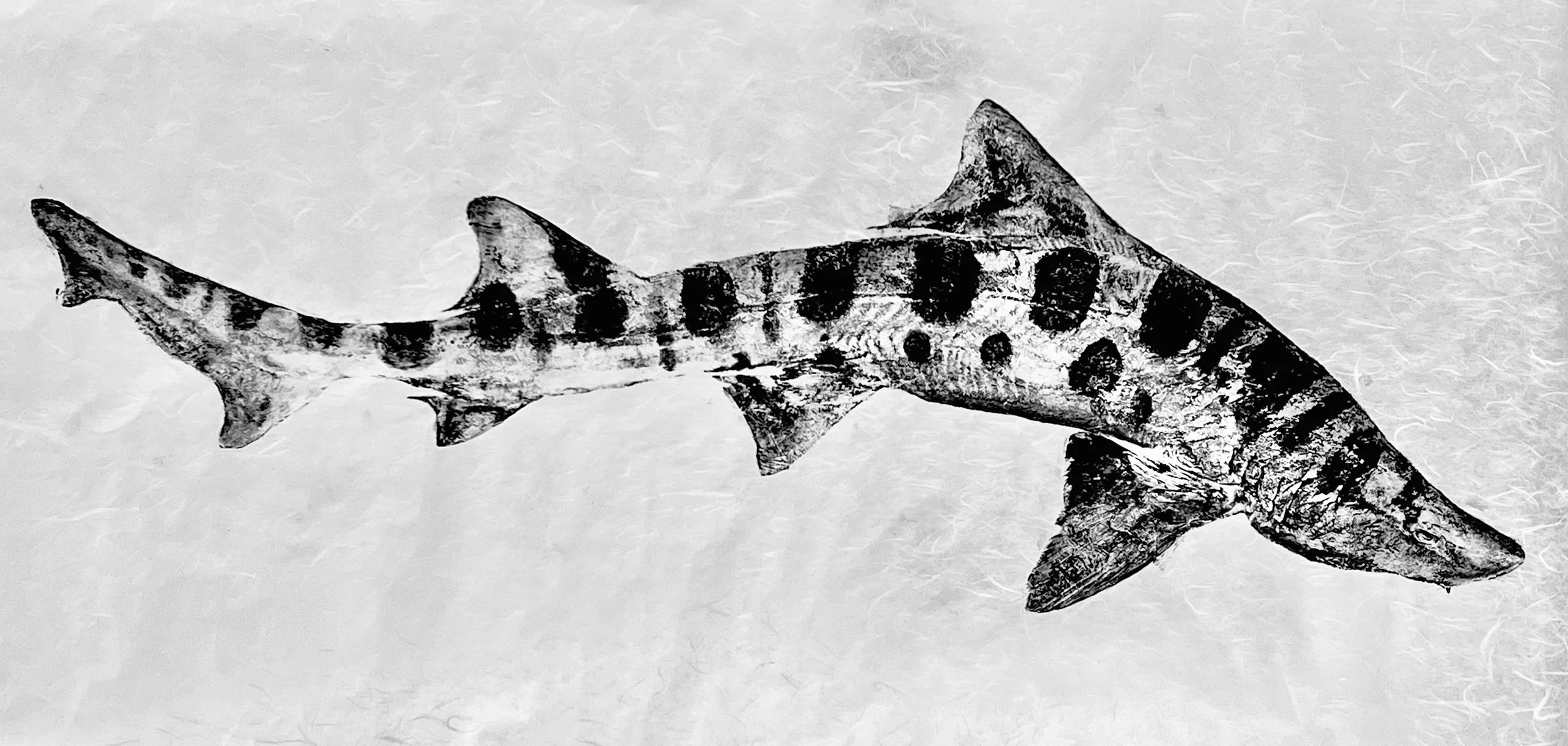Tiger Shark Print by Jason Bero