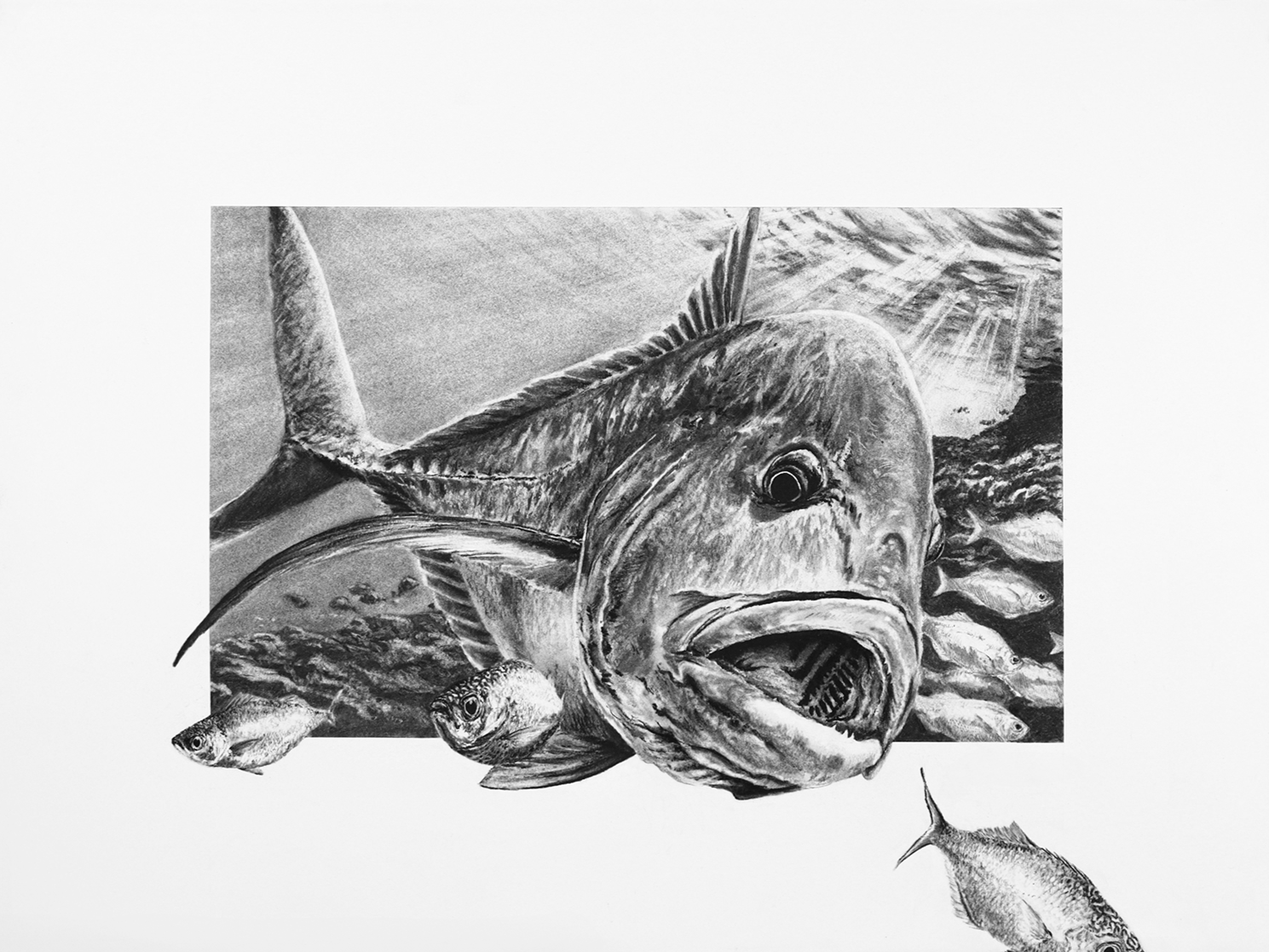 A charcoal drawing of various fish, including a large fish with an open mouth, a smaller fish near it, and other fish in the background, with an underwater scene by artist Jason Bero.