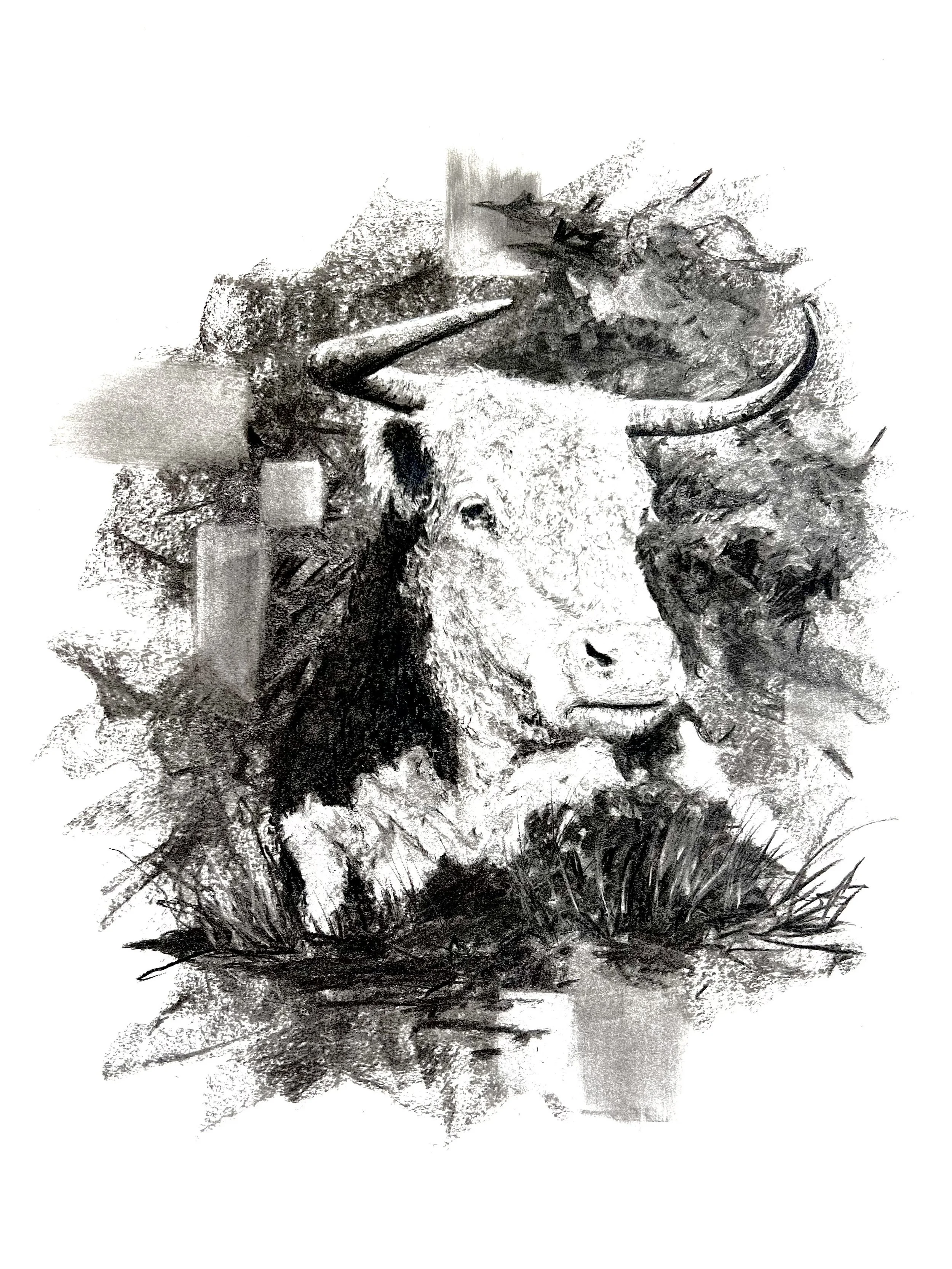 Black and white charcoal sketch of a bull by Jason Bero.